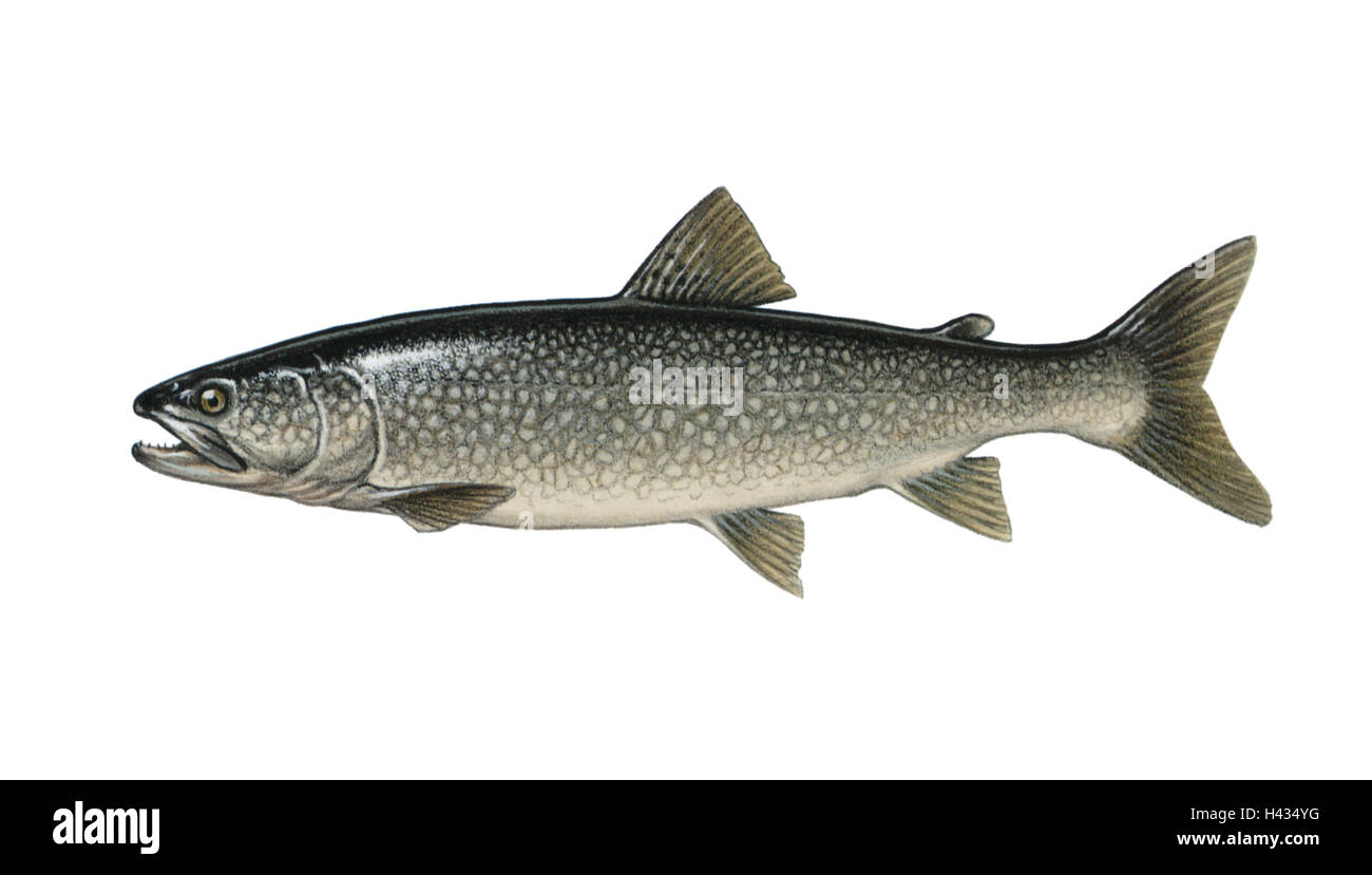 Abbildung, amerikanischer Seesaibling, Volley-Linus Fischerei, nicht frei für Buch-Industrie, Serie, Tier, Wirbeltier, Fisch, Knochen-Fisch, Forellen, Saiblinge, nordamerikanischen Saiblinge, Namaycushsaibling Speisefisch, ganz-Körper, frei-Platten, ruhig leben, Meer Stockfoto