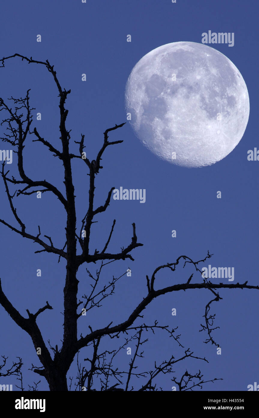 Kahler Baum, Mond, Nacht, Stockfoto