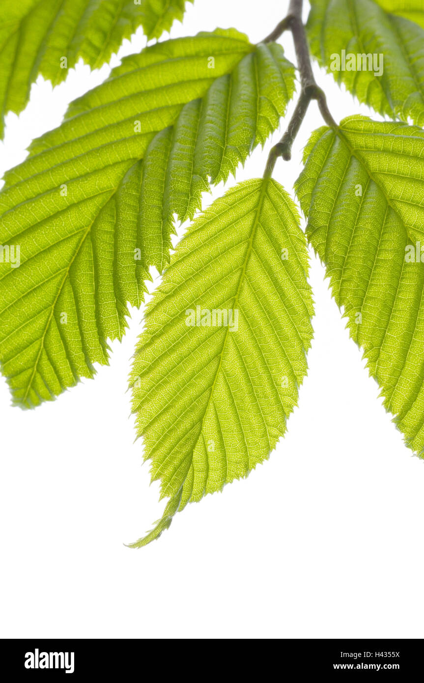 Blätter, Hainbuche, Carpinus Betulus, Stockfoto