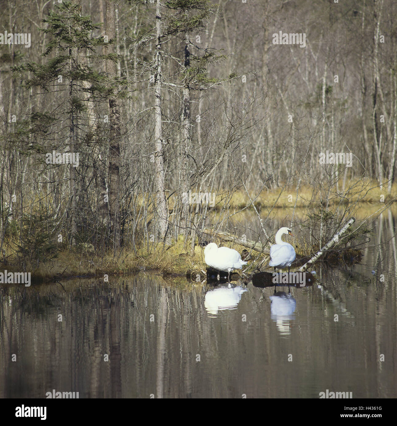 Österreich, Alp, Grünau, Alp Tal, Ufer, Buckel, Schwäne, Cygnus Olor, zwei, Landschaft, Wasser, Holz, Bäume, Pflanzen, Wasservögel, Tiere, Vögel, Schwäne, Spiegelung, Wasseroberfläche, draußen, Natur, Stockfoto