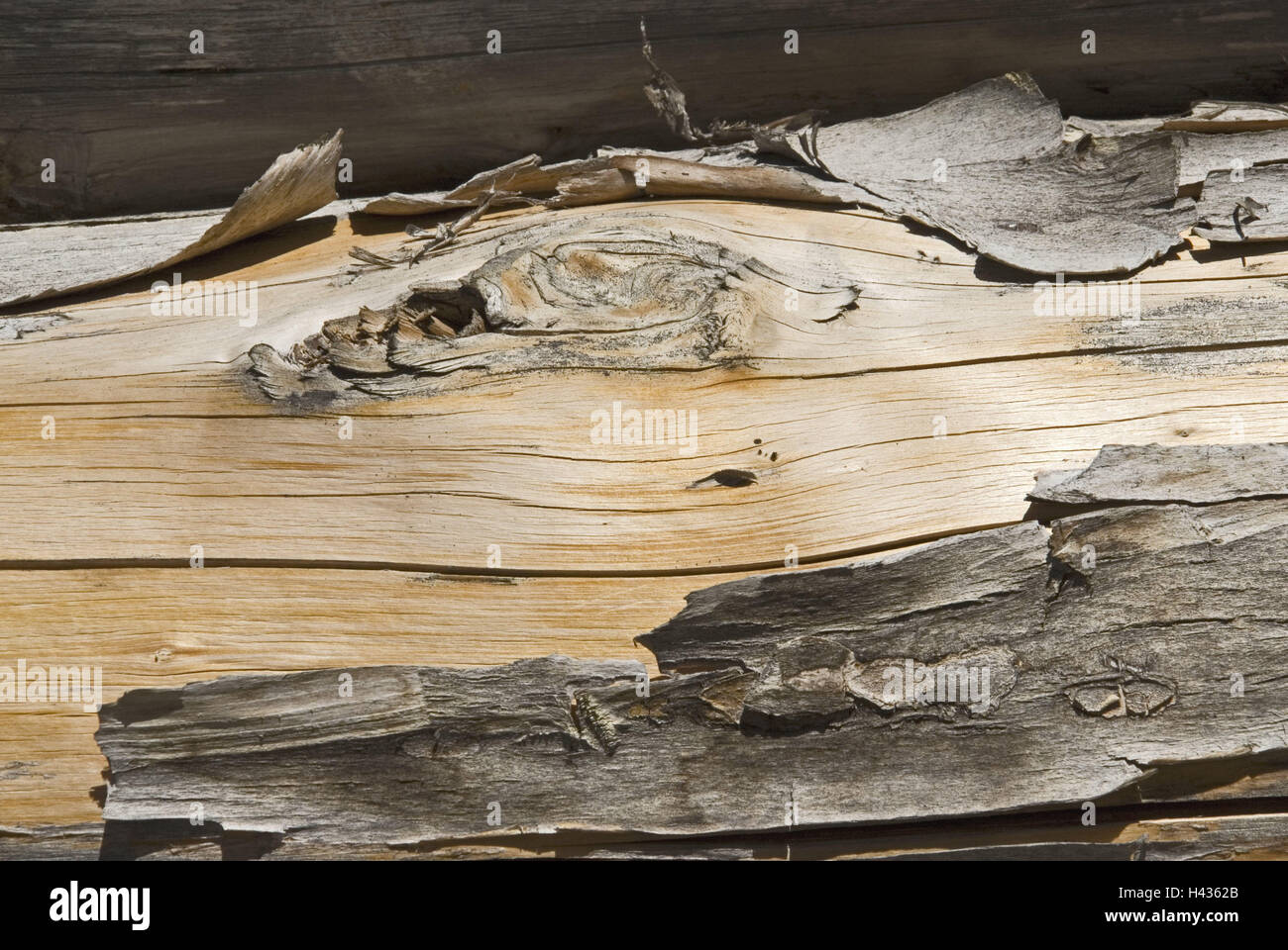 aus Holz, alte, verwitterte, Detail, Zweig, Fasern, hölzernen Stamm, Stamm, alte, Astloch, Baumrinde, Kruste, hölzerne Risse würde reißen, schälen, trocken, Stockfoto