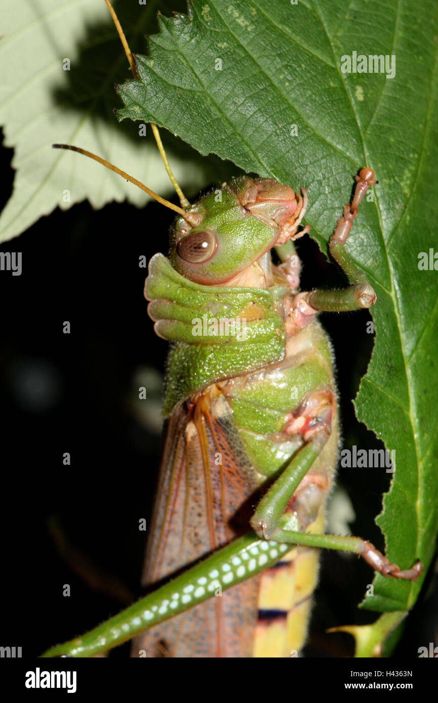 Guyana-gigantische Heuschrecke Tropidacris, Collaris, Blätter, Essen, Kopf, Heuschrecke, Tier, wildes Tier, Südamerika, Insekt, Flug Insekt, grüne, Lebensmittel, Stockfoto