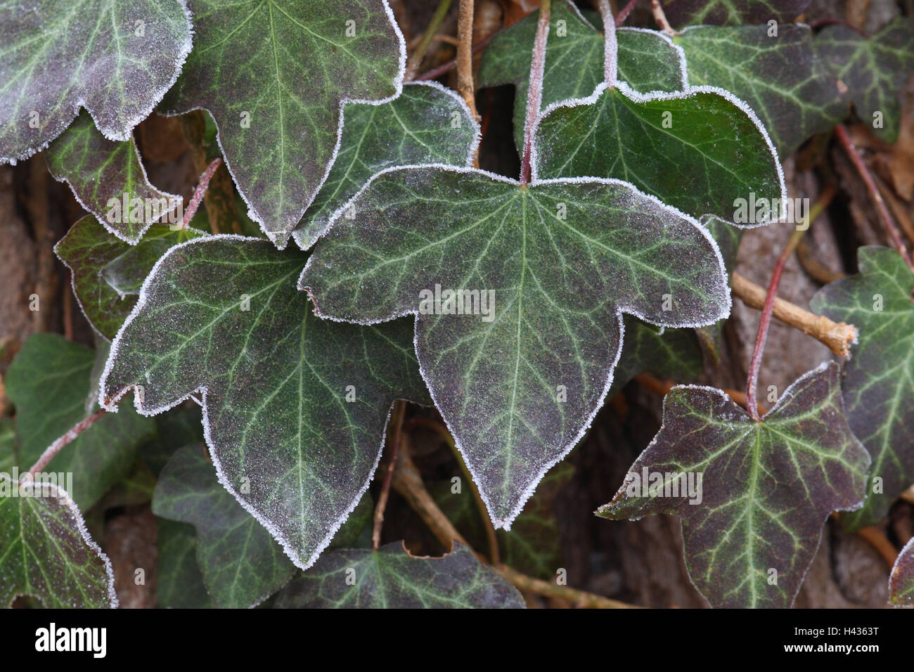 Efeubltter, Hedera Helix, Raureif, Nahaufnahme, Reife, Winter, Pflanze,  Bltter, Efeu, Klte, fror, Probe, gemustert Stockfotografie - Alamy