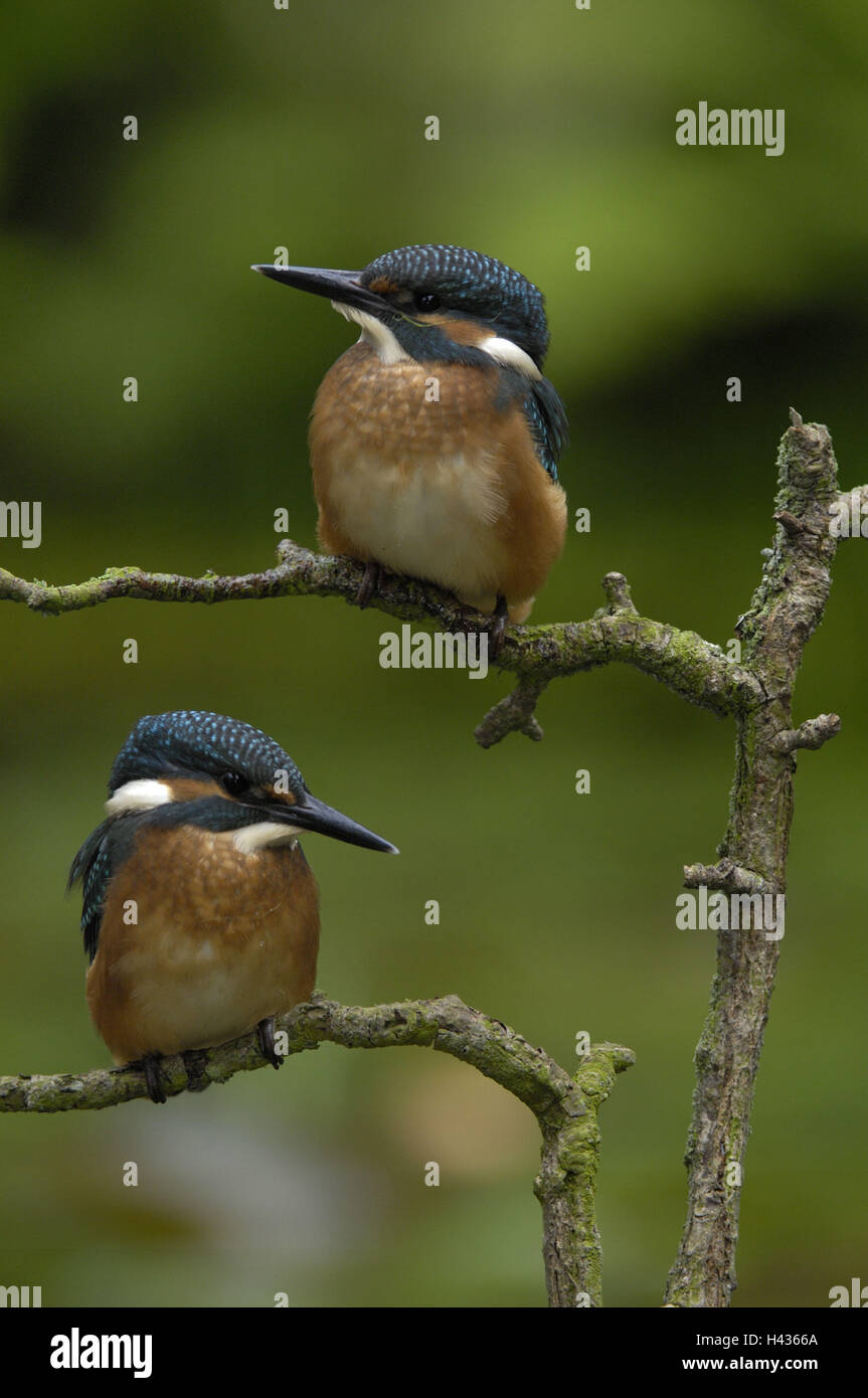 Eisvögel, Kingfisher Alcedo Atthis, zwei, Zweige, Sit, Stockfoto