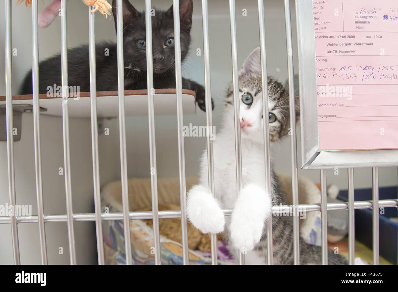 Tierheim, Katzen, Jungtiere, Stockfoto