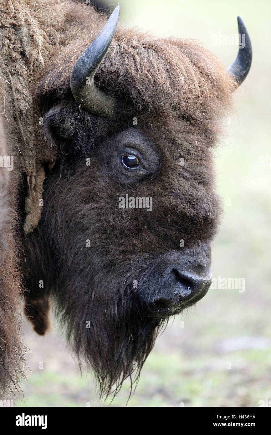 Bison, Bull, Portrait, Stockfoto