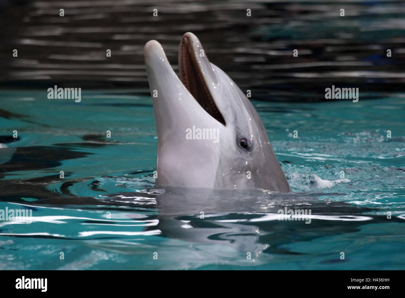 Delphin, große Becher, zeigen, Stockfoto