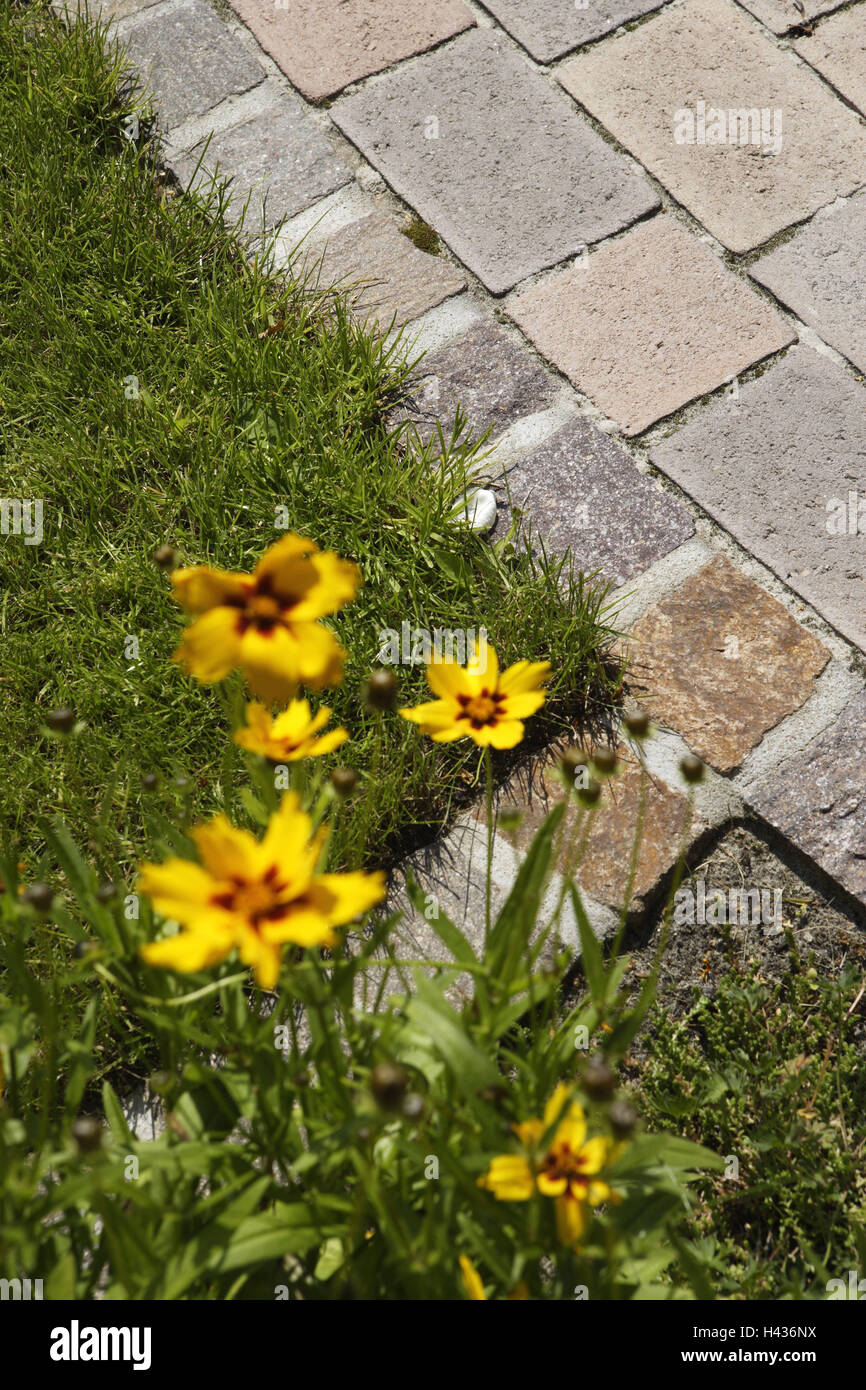 Terrasse, Rasen, Abgrenzung, Blumenbeet, solar Hut, Rudbeckia spec