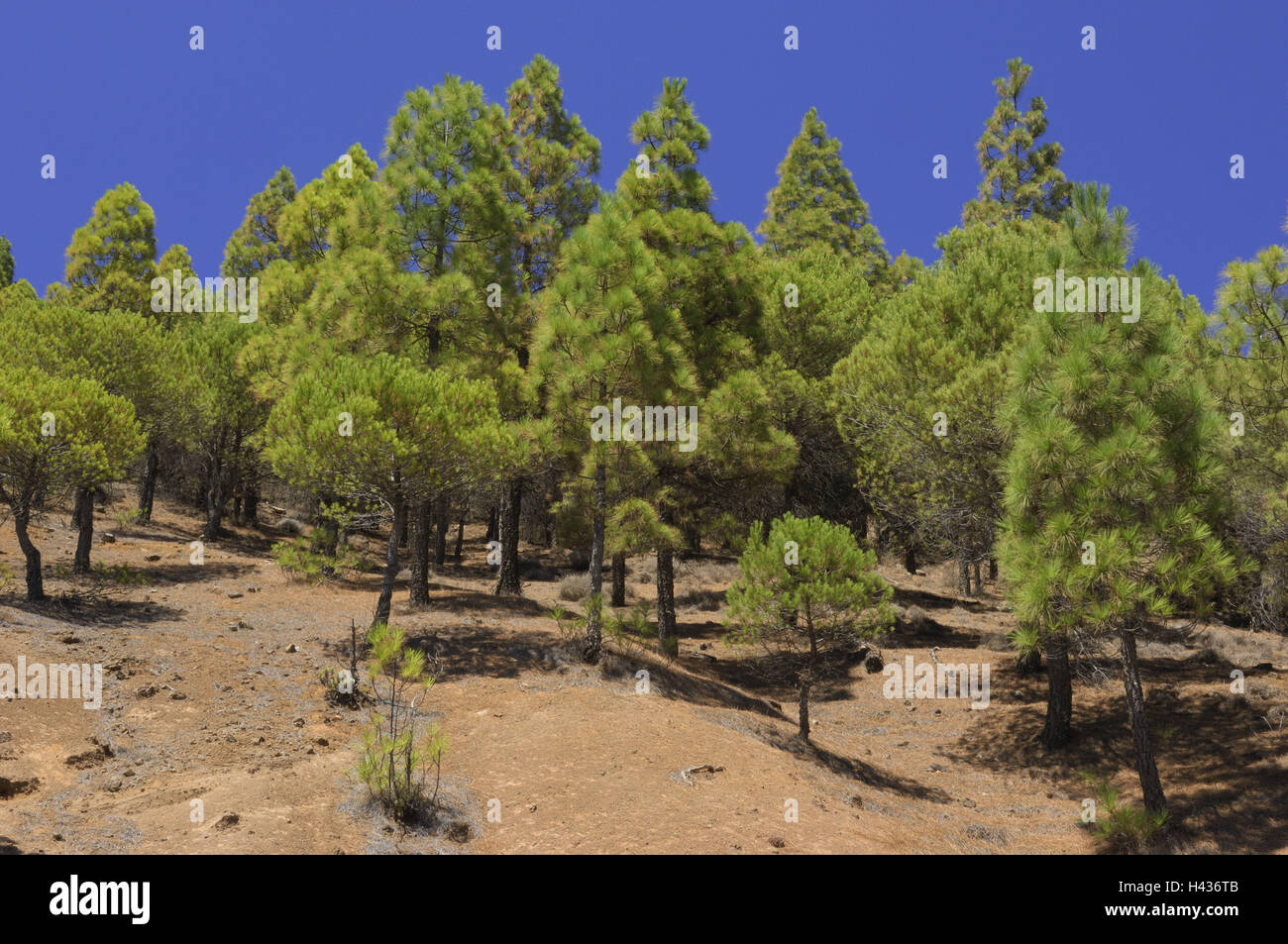 Spanien, Korn Canaria, Kanarische Inseln, Pinienwälder, Stockfoto