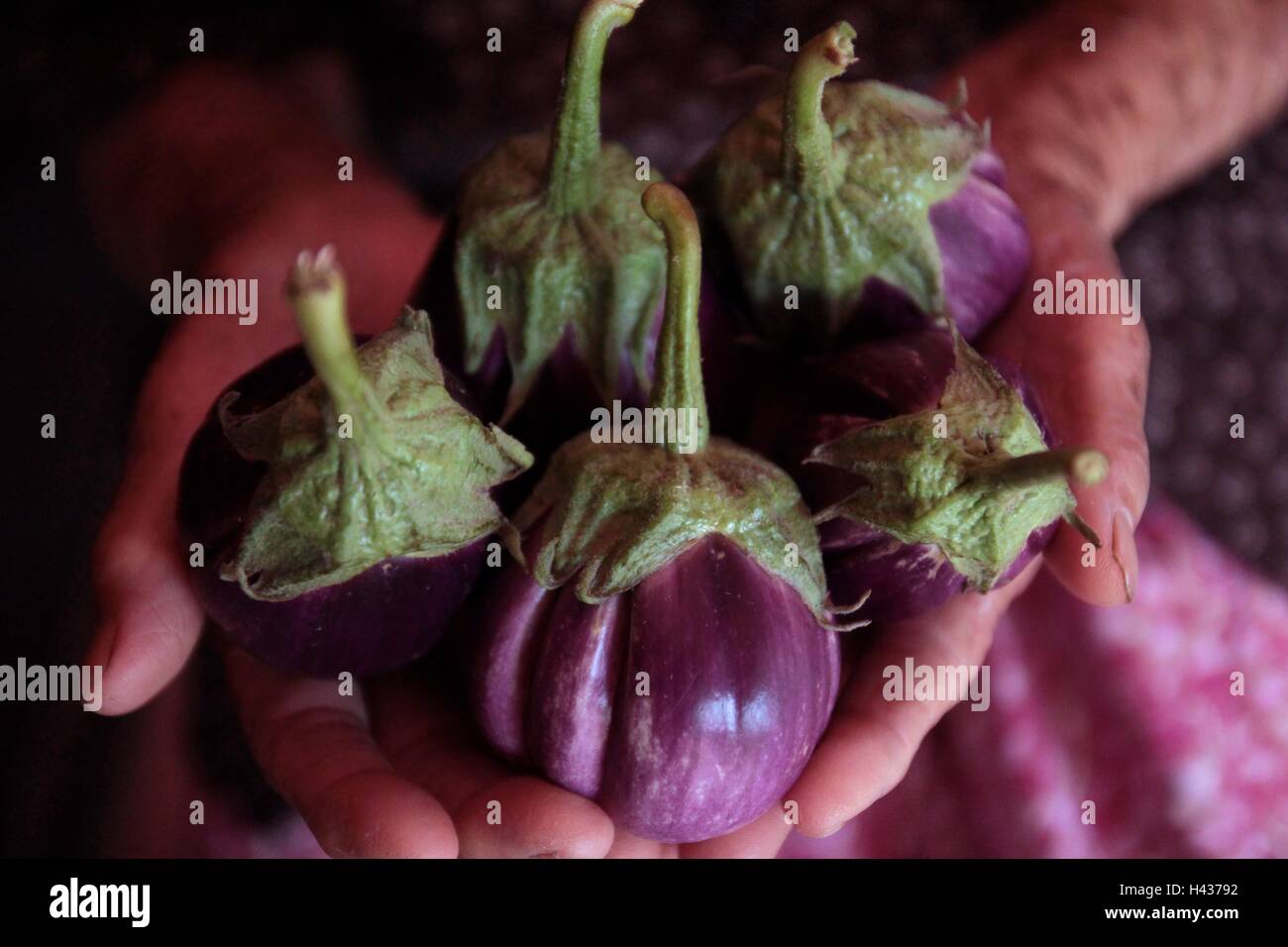 Auberginen auf alte Hand. Stockfoto