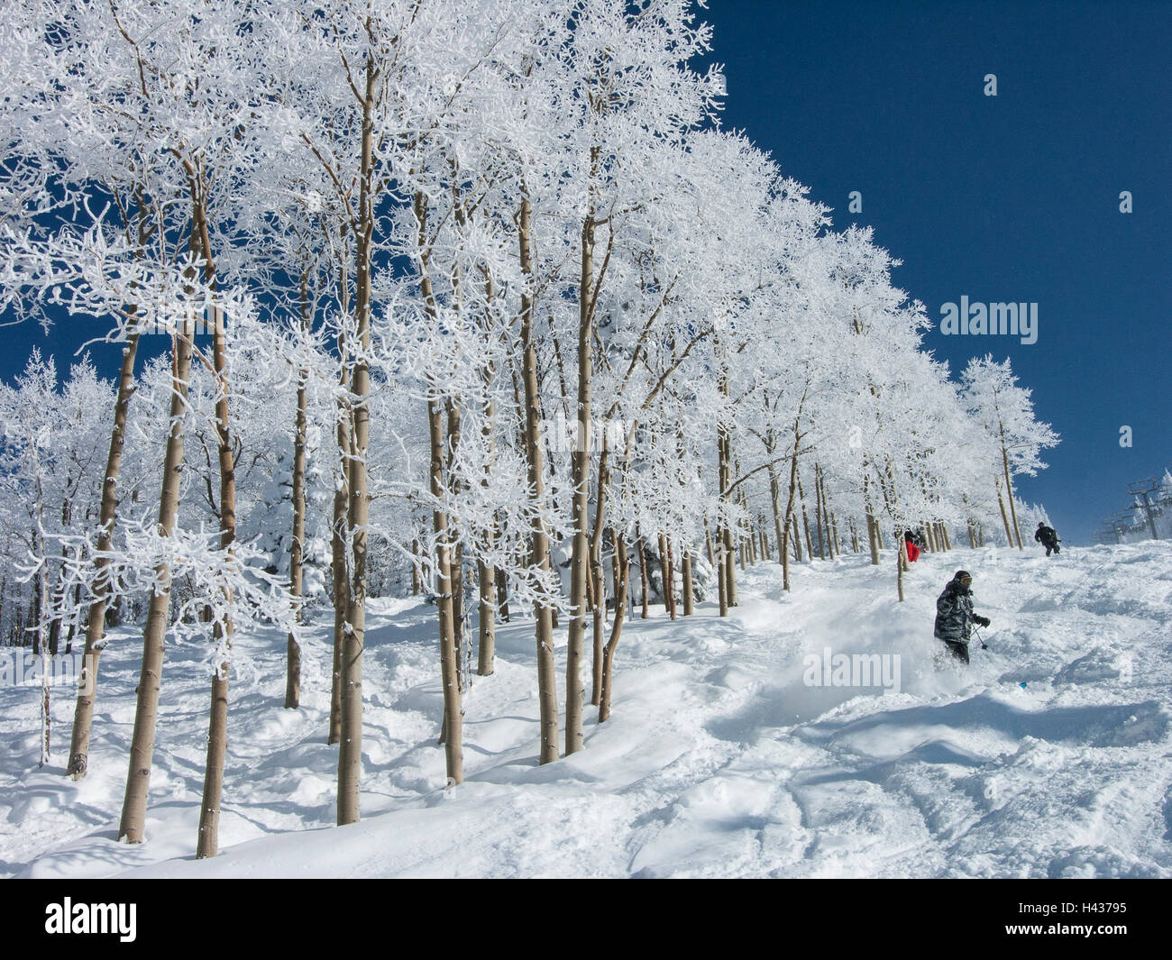 Mattierte Espe Bäume, Sonnenuntergang Liftline Trail, Steamboat Ski Area, Steamboat Springs, Colorado. Stockfoto
