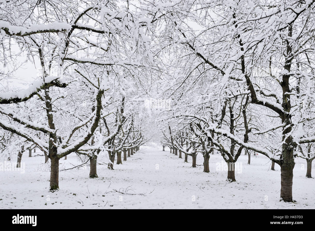 Obstgarten-Wiese, Kirschbäume, Winter, Stockfoto