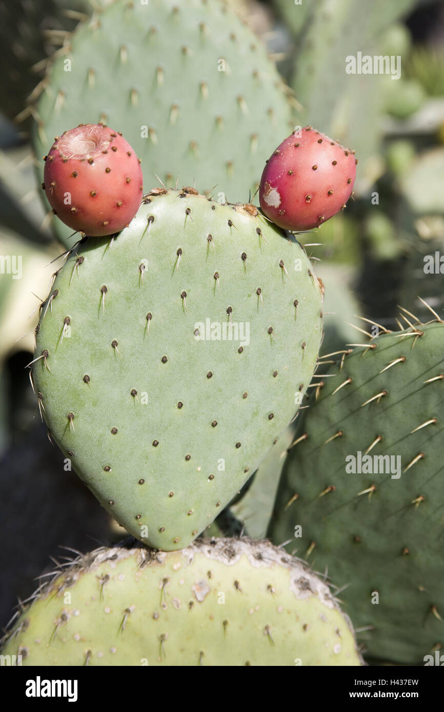 mammillaria tesopacensis Simple & Rare Mammillaria chionocephala Cactus for Sale Online