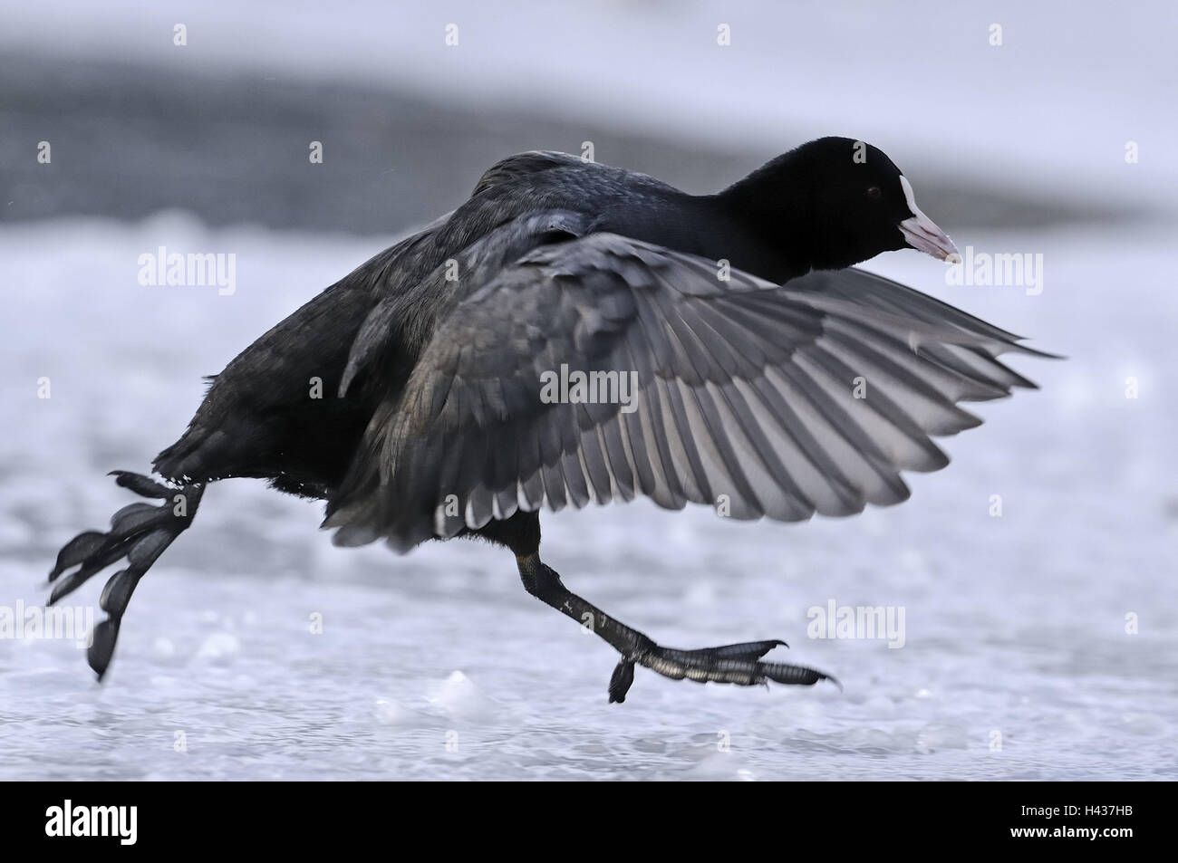 Blässhuhn, Fulica Atra, Flug, Landung, Schnee, Seitenansicht, Natur, Tier, Vogel, Flügel, Flattern der Flügel, Gefieder, Beine, Bewegung, Ganzkörper, Hintergrund, verwischen, fror, kalt, draußen Stockfoto