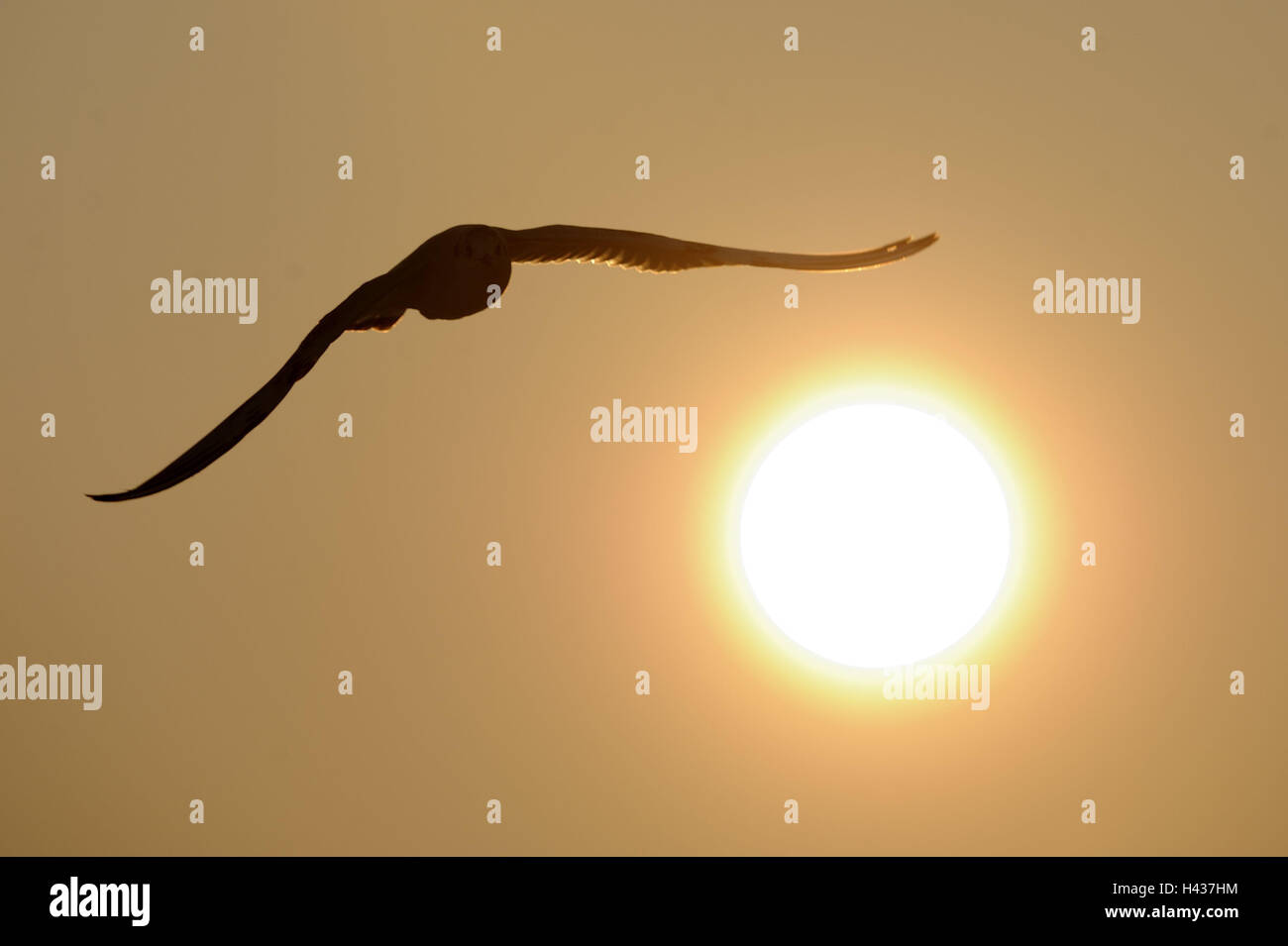 Lachmöwe Larus Ridibundus, Silhouette, Sonne, Gegenlicht, fliegen Stockfoto