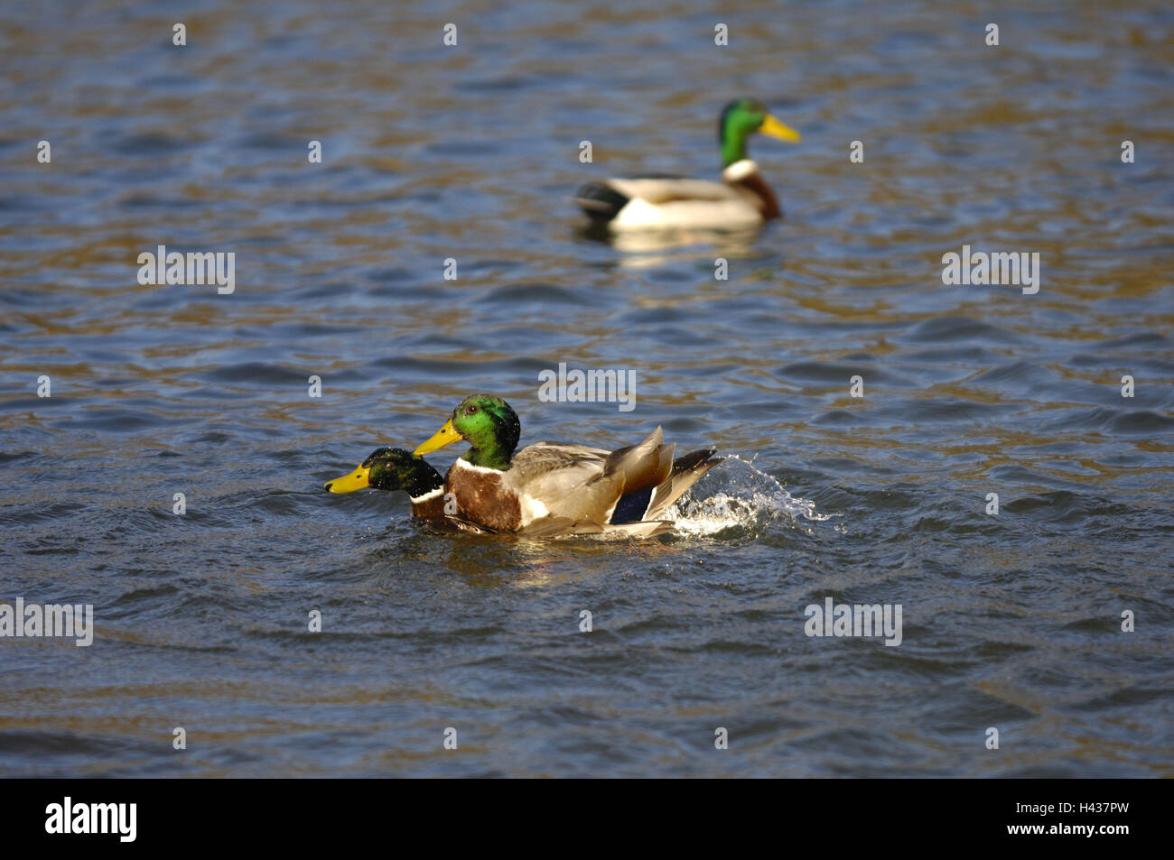 Drei Kleine Enten Stockfotos Und Bilder Kaufen Alamy