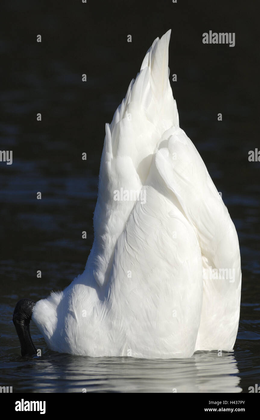 See, Buckel Schwan, Cygnus Olor, skin-dive, Suche Futter, Wasser, Schwan, Gänsevogel, Tierwelt, Vogel, Wasser Vogel, Entenvogel, wildes Tier, Gefieder, Federn, weiße, Schwimmen, sinken, Futter, Suche, Natur, Stockfoto