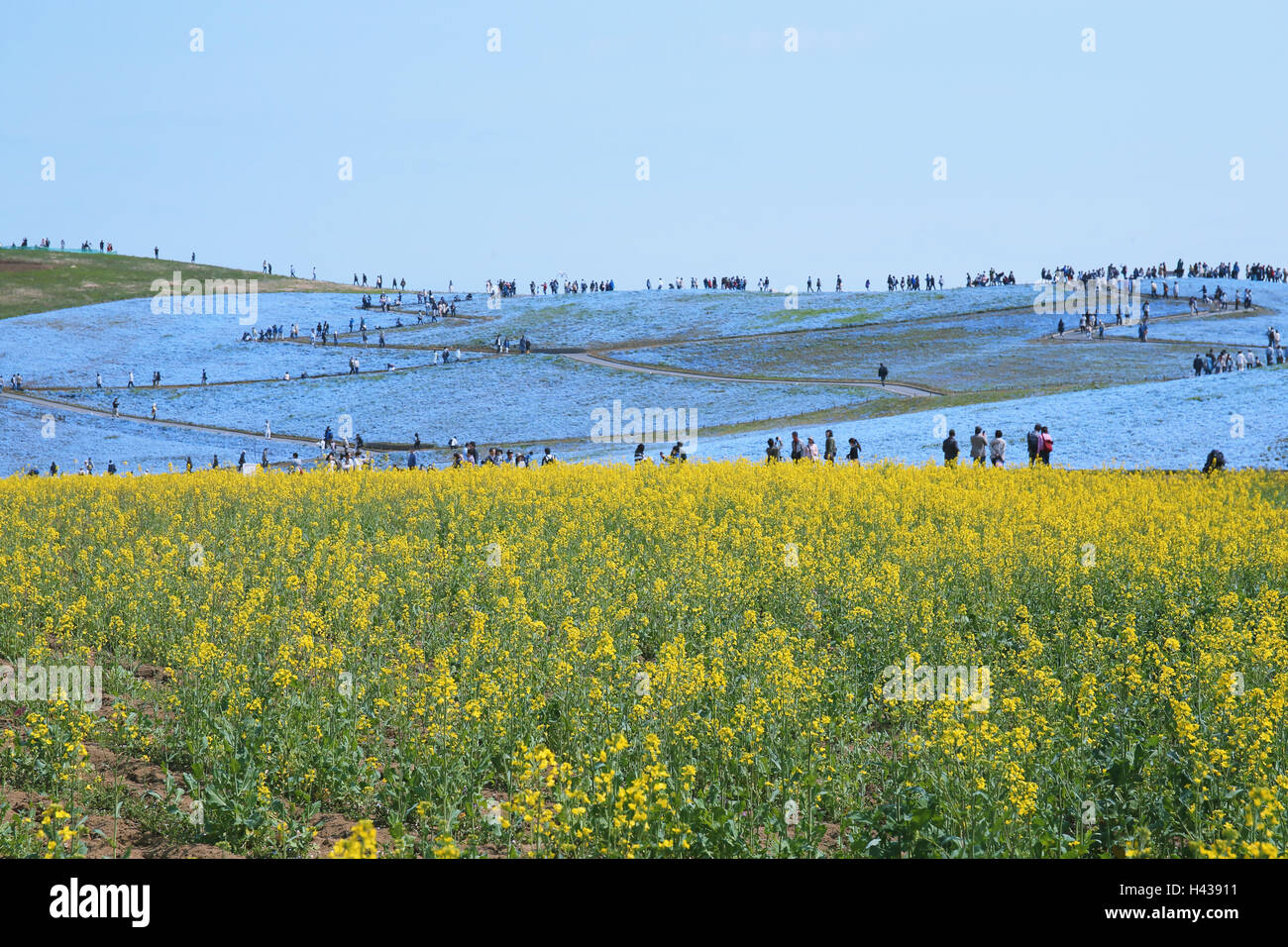 Baby Blau-Augen Blume Feld, Präfektur Ibaraki, Japan Stockfoto