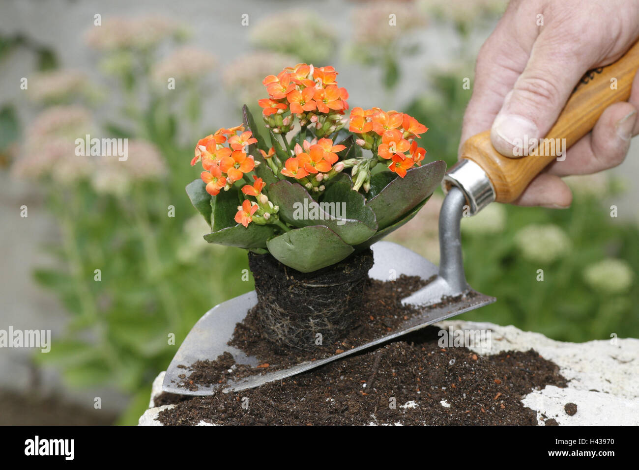 Garten, kleine Schaufel, Topfpflanze, Boden, Hand des Mannes, Mann, Hand, Schaufel, kleine Pflanze, Pflanze, Blume, Pflanze, Implantat, Gartenarbeit, Frühling, Hobbygärtner, Saison, im Außenbereich, Stockfoto