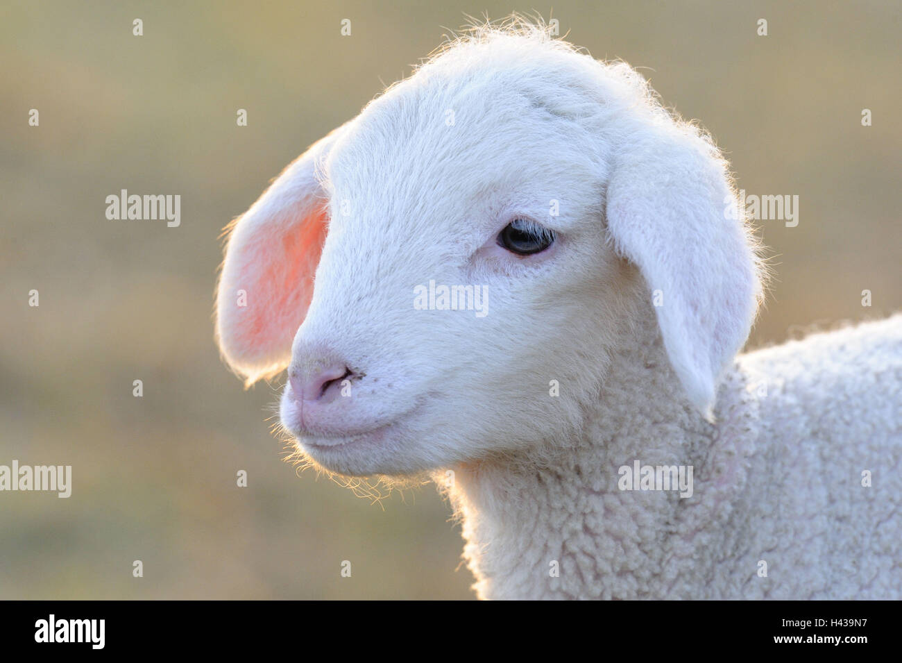 Merino-Schafe, Jungtier, Portrait, Stockfoto