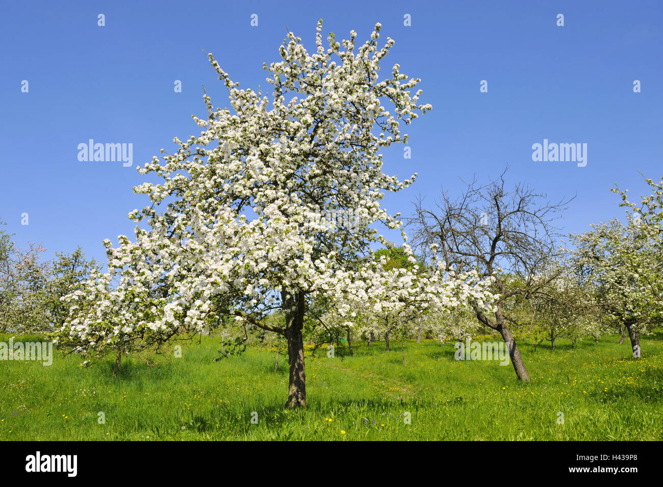 Wiese, Apfelbaum, Blüte, Stockfoto