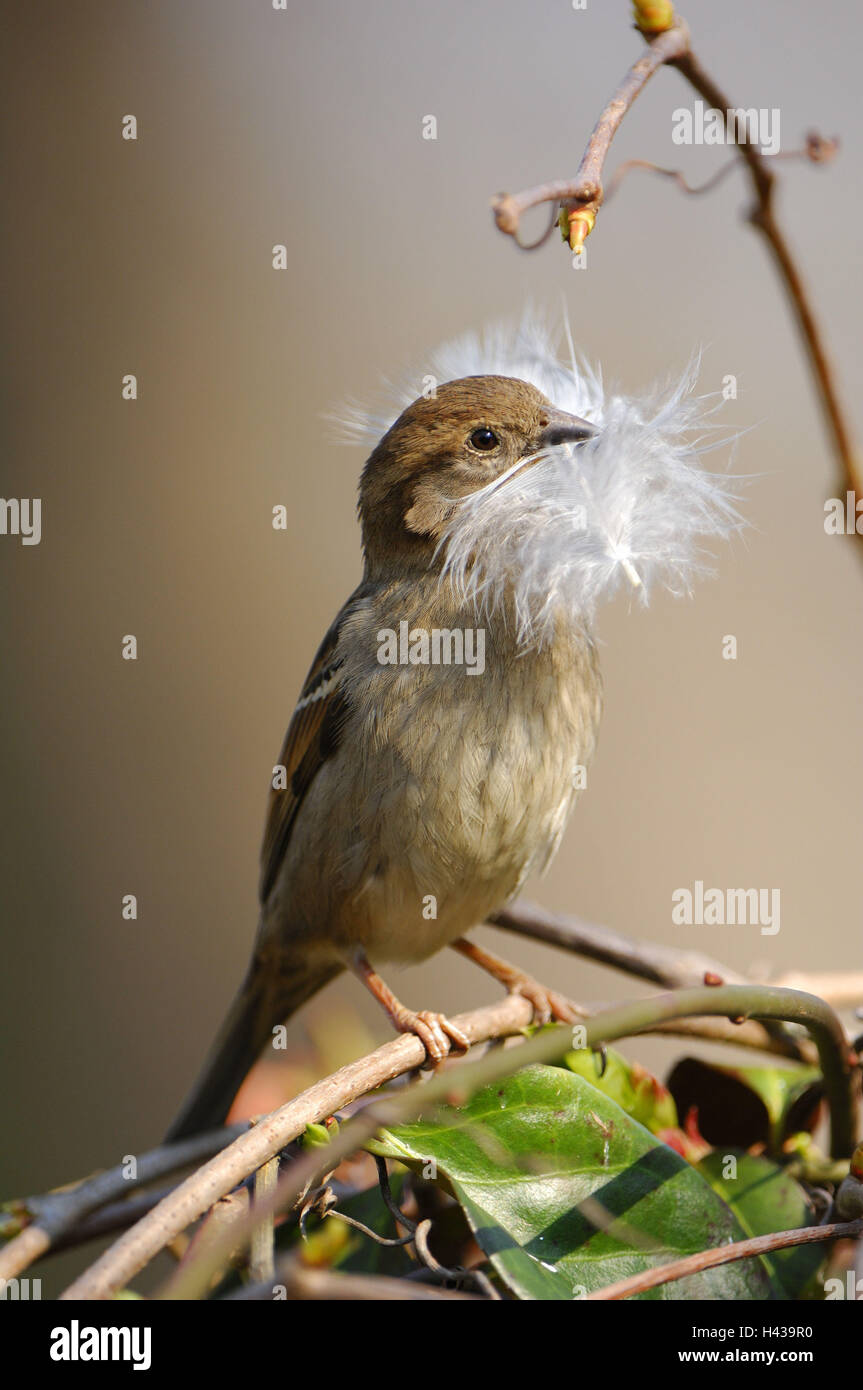 passerine Vogel, Passer Domesticus, Weibchen, Feder, Stockfoto