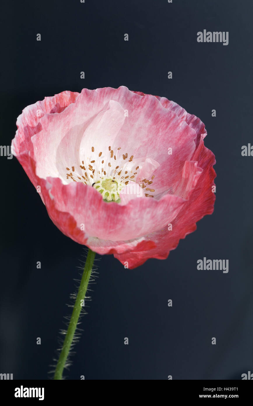 Klatschmohn, Blüte, Detail, Stockfoto