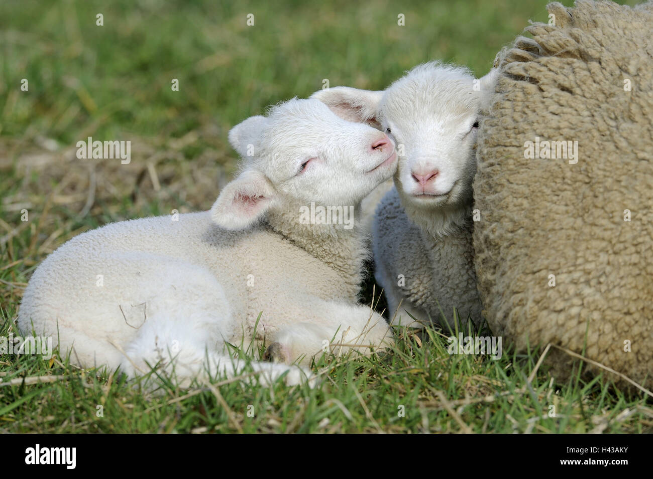 Wiese, Merino-Schafe, Lämmer, Mutter Tier schmiegen sich Lüge, Detail, Tiere,  Säugetiere, nutzen Tiere, Schafe, Schafrasse, landen Schaf, Merino,  Jungtiere, Weide, außerhalb der Landwirtschaft, Vieh, Zucht, Haustiere,  Naht, Sicherheit, kuscheln ...