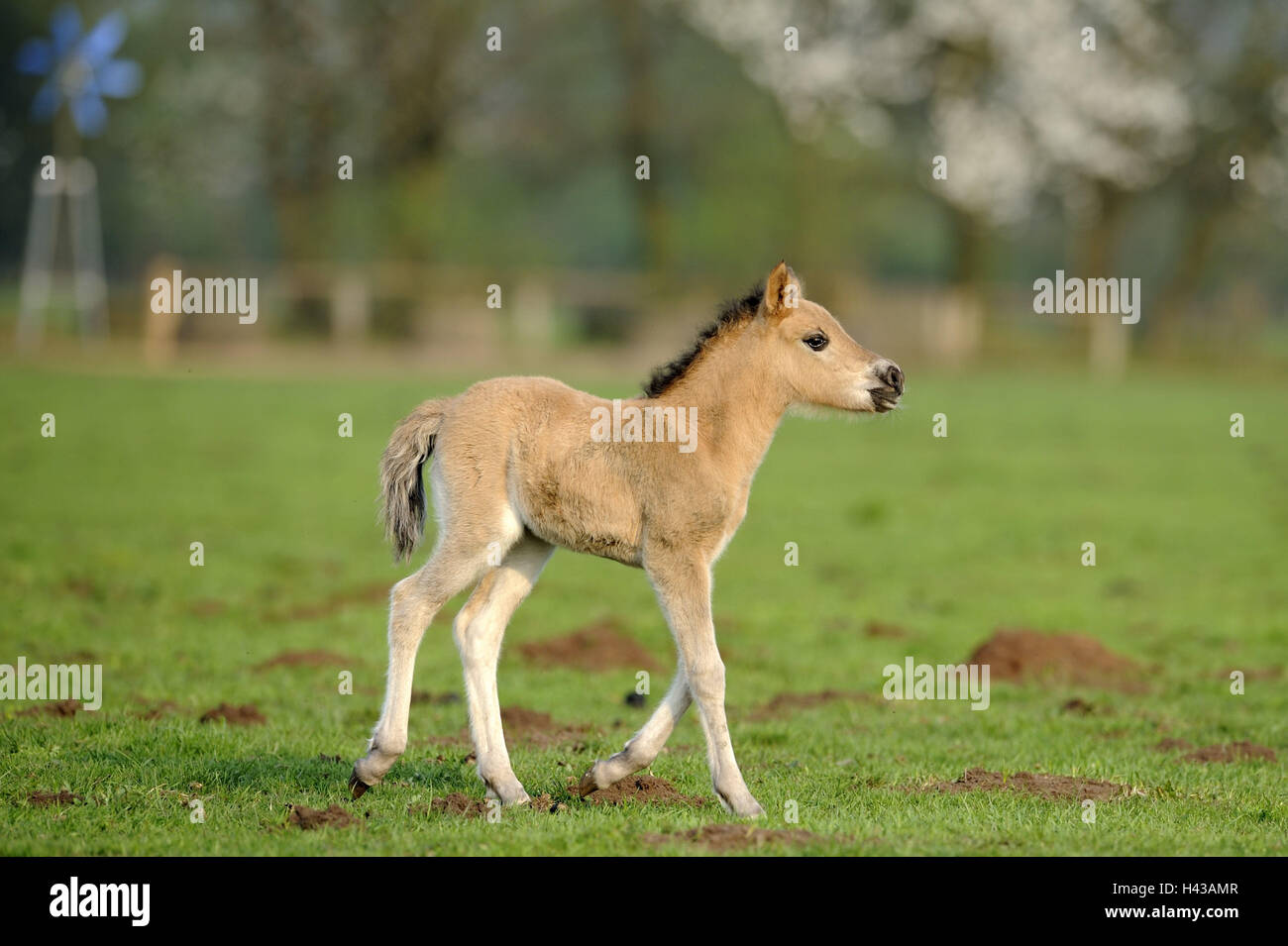 Der Dülmener Wildpferde, Wiese, Fohlen, Deutschland, Nordrheinwestfahlen, Ort von Interesse, Naturdenkmal, Wildpferdgestüt, Naturschutzgebiet, Naturschutz, Pferde, die Pferderennen, junges Tier, Säugetier, Tier, außerhalb, gesellig Tier nur, tierische ch Stockfoto