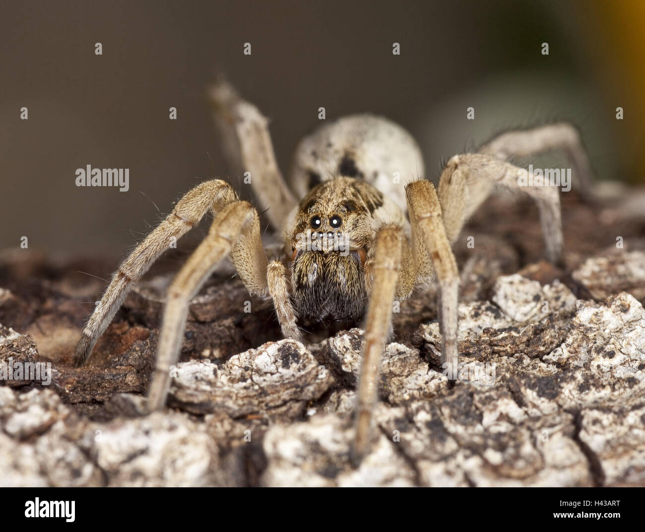 Wolf-Spinne, Alopecosa Fabrilis, Natur, Tier, Insekt, Spinne, Spinnentiere, mittlere Nahaufnahme, behaart, tierische Spezies, gefährdet, Stockfoto