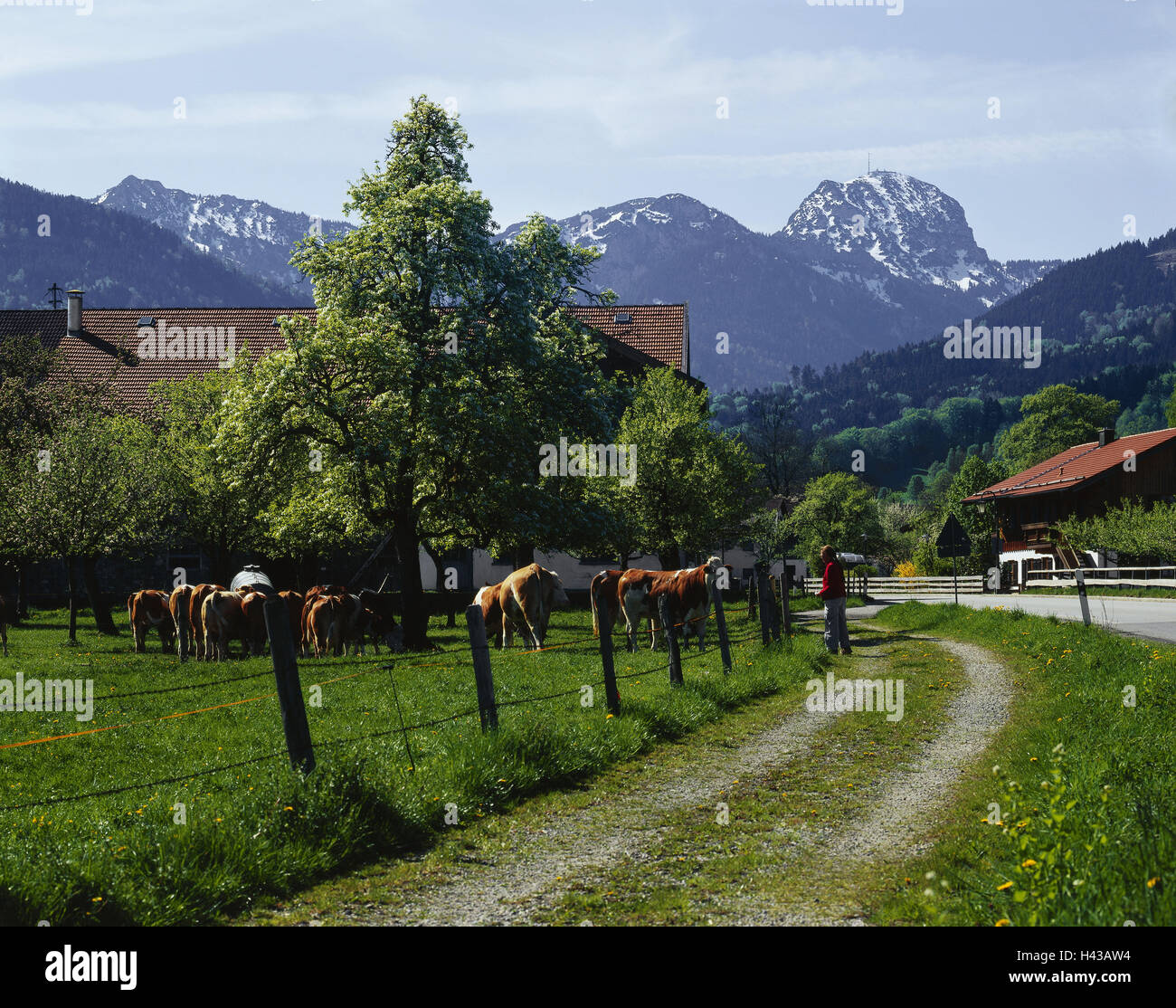 Deutschland, Oberbayern, Bad Brook Feiln, Hof, Weiden, Kühe, Hintergrund, Spule Stein, Tourist, Süddeutschland, Bayern, Ort, Haus, Hausdach, Bauernhaus, Wiese, Zaun, der Kuhweide, Herde, Landwirtschaft, Bäume, Tiere, Tiere nutzen, draußen, mountai Stockfoto