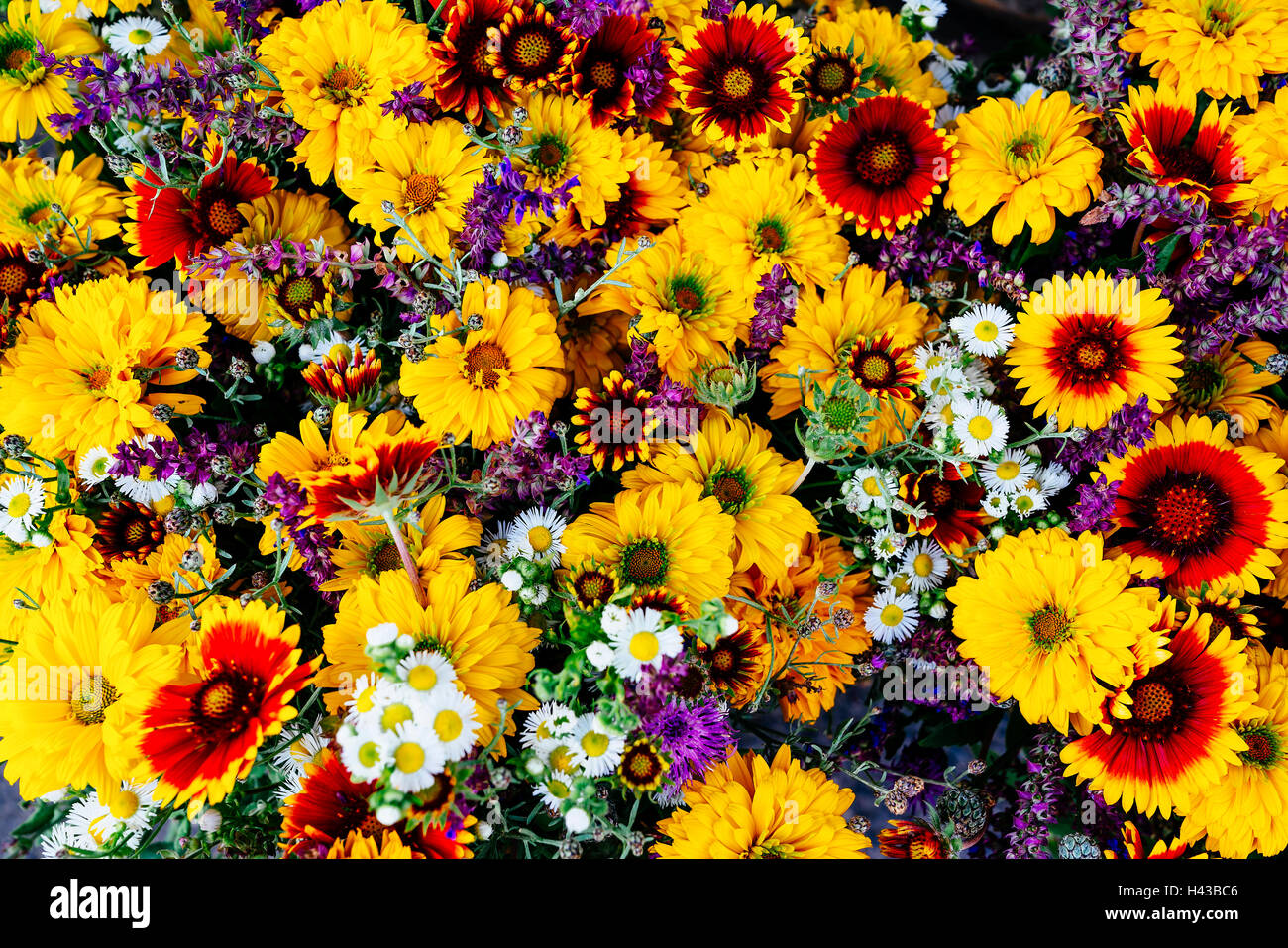 Mehrfarbige Blumen Stockfoto