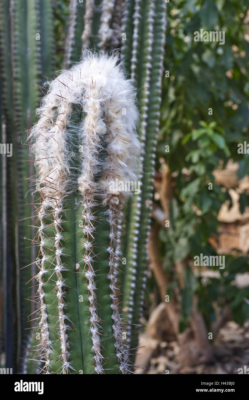 Kaktus, Kakteen, mittlere Nahaufnahme Pflanzen, Cactaceae, Cereeae,  Cephalium, dornig, Filz, Pflanze, Pflanzen, Natur, drauen Stockfotografie  - Alamy