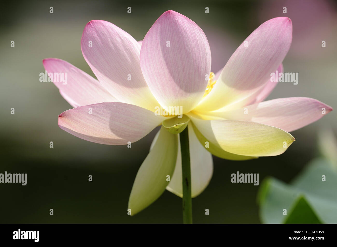 Lotus, Blüte, rosa, Pflanze, Wasser Pflanzen, Lotusblume, Blüte, Lotosblüte, Zeit der Blüte, Natur, Stockfoto