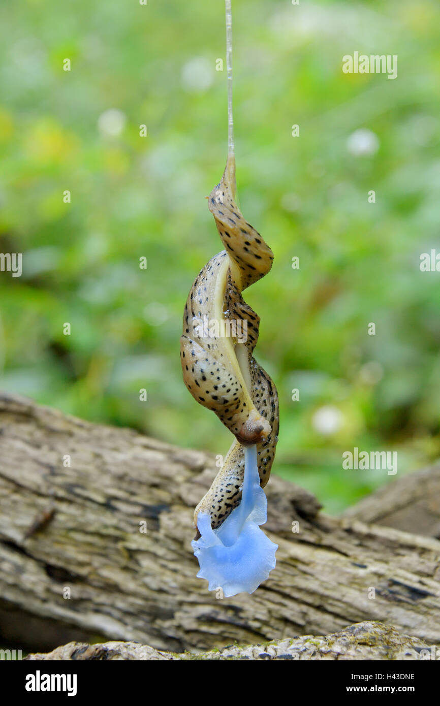 Große graue Schnecke (Limax Maximus), Paarung, hängen Schleim Thread,  bläulich-weiß gefärbt Penis, Lobau, Danube-Auen, Mühleiten Stockfotografie  - Alamy