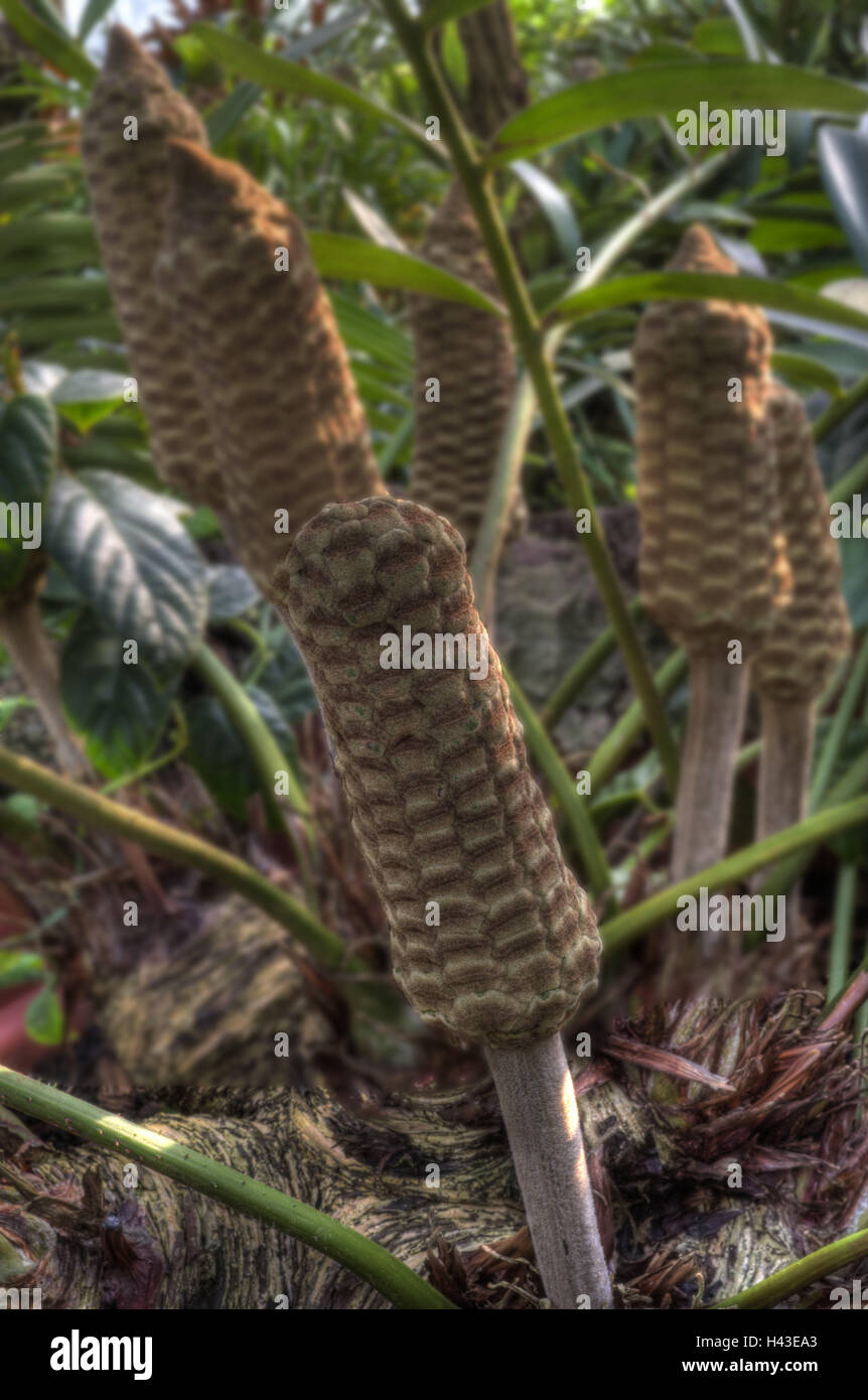Palm-Farn, Zamia Furfuracea, Stecker, Detail, Ostmexiko, Mexiko, Veracruz, Pflanze, indoor Pflanzen, Sagopalmfarnen, mittlere Nahaufnahme, Natur, draußen, Stockfoto
