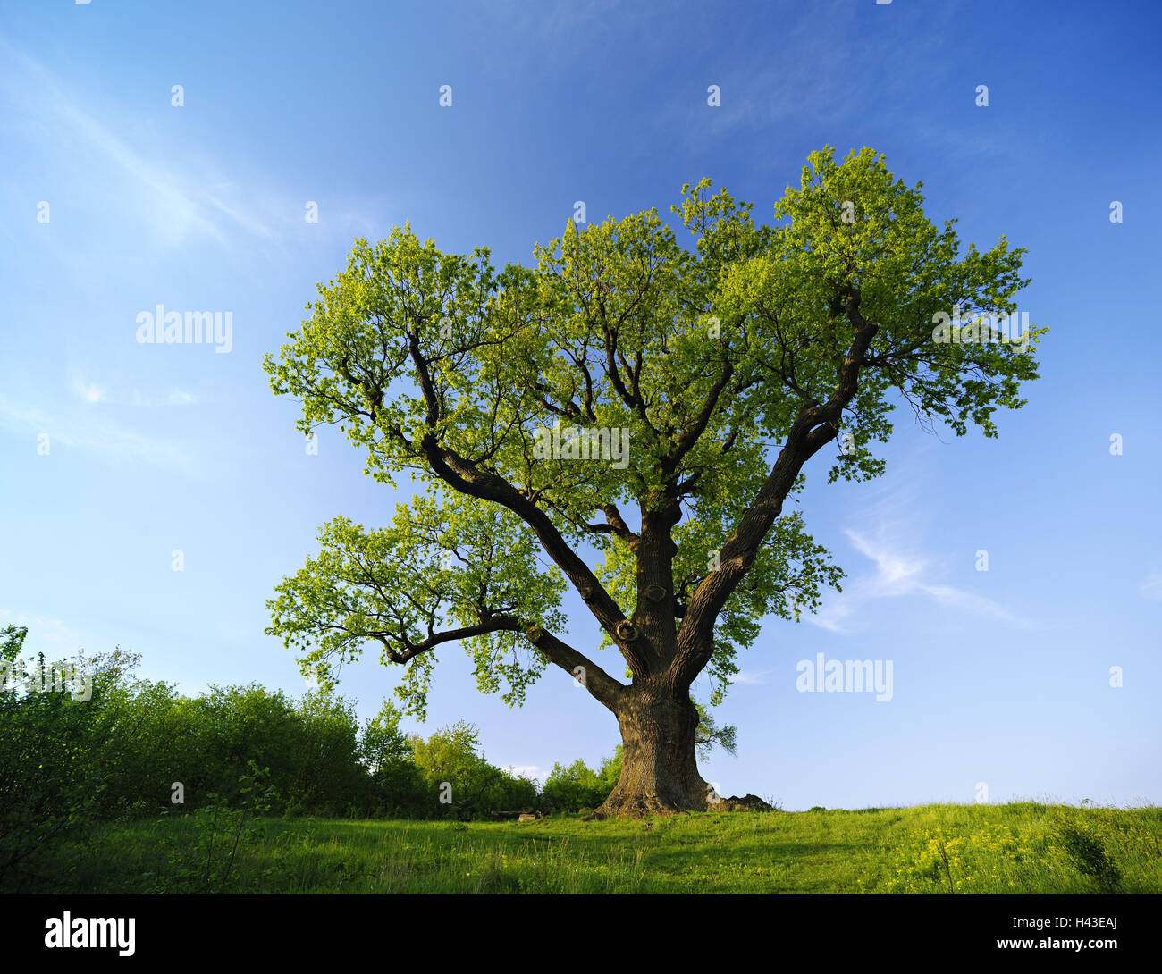 Deutschland, Thüringen, einsamer Baum, Eiche, Stockfoto