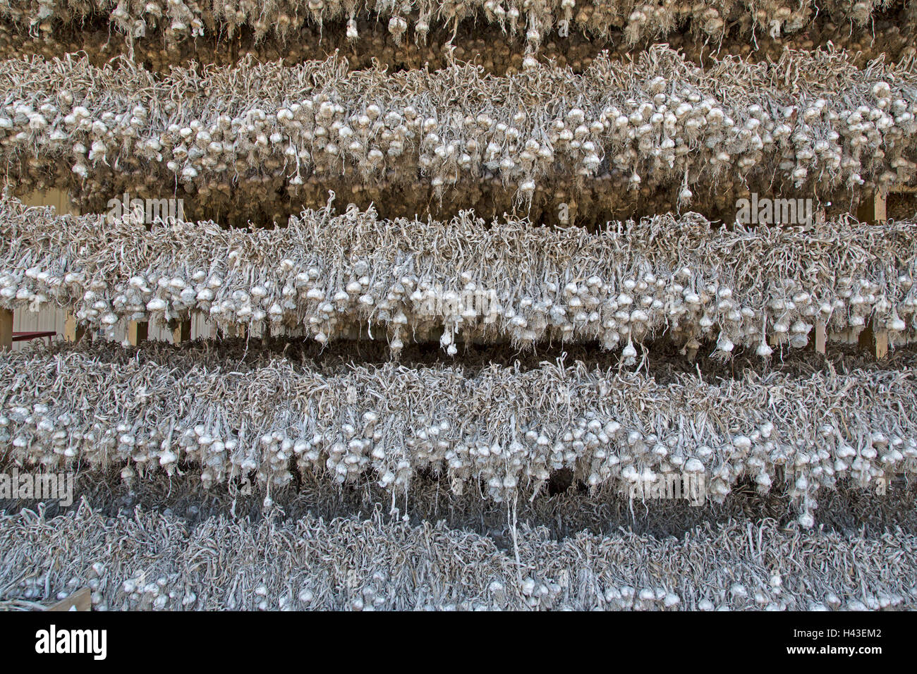 Knoblauch aufgehängt zum trocknen, Bretagne, Frankreich Stockfoto