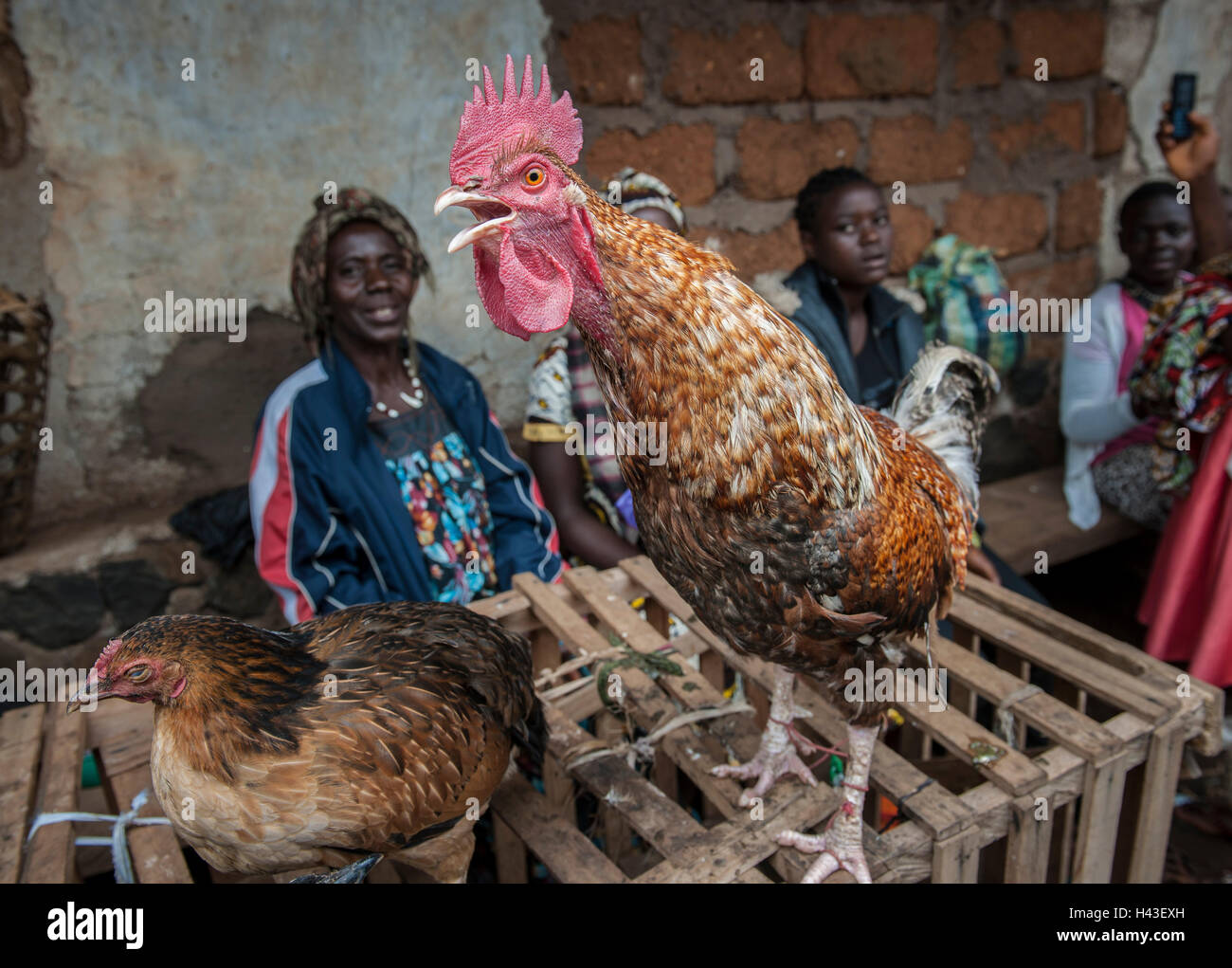 Hahn zum Verkauf, Markt, stall, Fundong, Northwest Region, Kamerun, Afrika Stockfoto