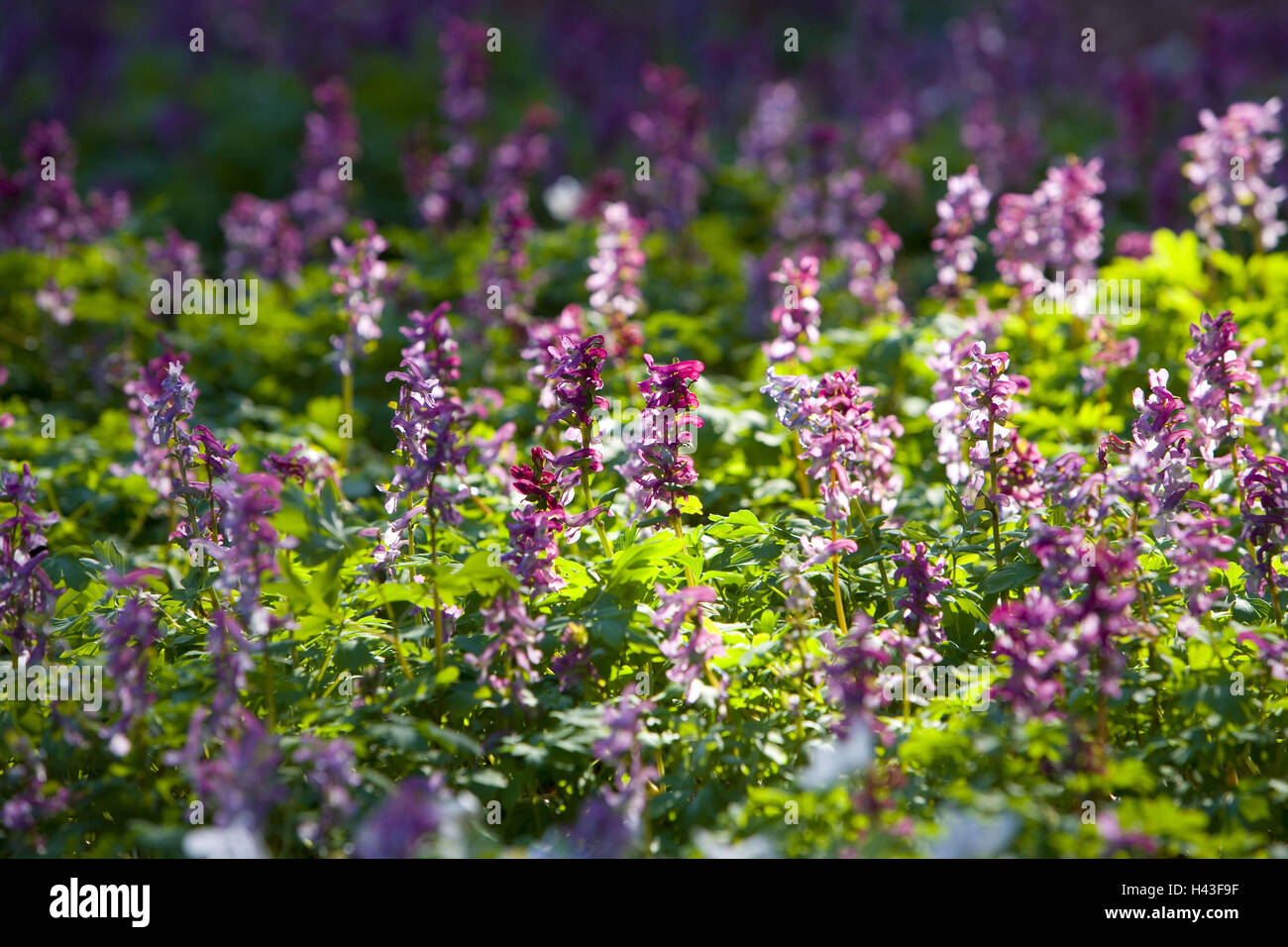 Pflanzen, konkave Lerche Calcar, Corydalis Cava, Stockfoto