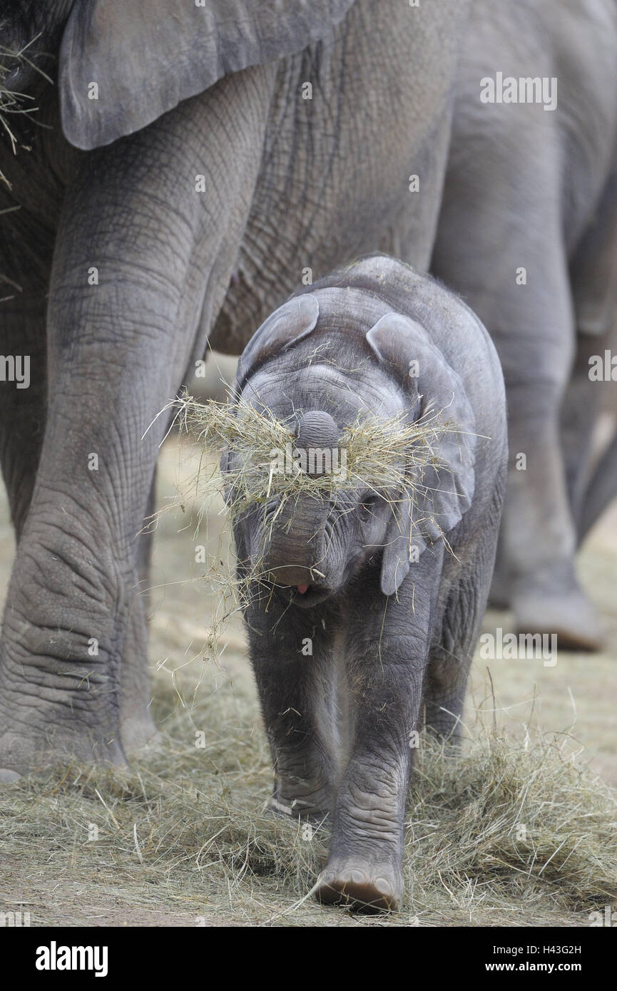 Afrikanische Elefanten, Loxodonta Africana, Jungtier, Spiel, Heu, Zoo, Wildpark, Tiere, wilde Tiere, Säugetiere, Stamm Tiere, Dickhäuter, Nuss, Elefantendame, alte Tier, Elefanten Kalb, junge, kauen, schmecken, ausprobieren, lernen spielerisch, jung, klein, Verhalten, Stamm, Fähigkeiten, Futter, Geschicklichkeit, Schutz, Pflege, Jungtiere, Stockfoto