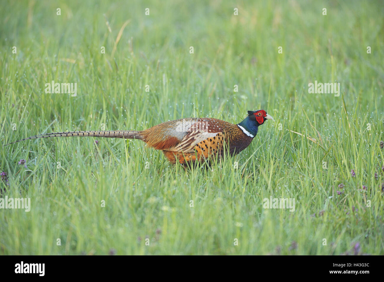 Wiese, Jagd, Fasan, Phasianus Colchicus, Männlich, Vorschau, Rasen, Tiere, wilde Tiere, Vögel, hühnerartigen Vögel, Fasane, edlen Fasan, Fasan Hahn, Männlein, Gefieder, hell, individuell, nur, Stock, Züchter, Seitenansicht, Natur, Tierwelt, Ganzkörper, Morgen, Tautropfen, Textfreiraum, Stockfoto