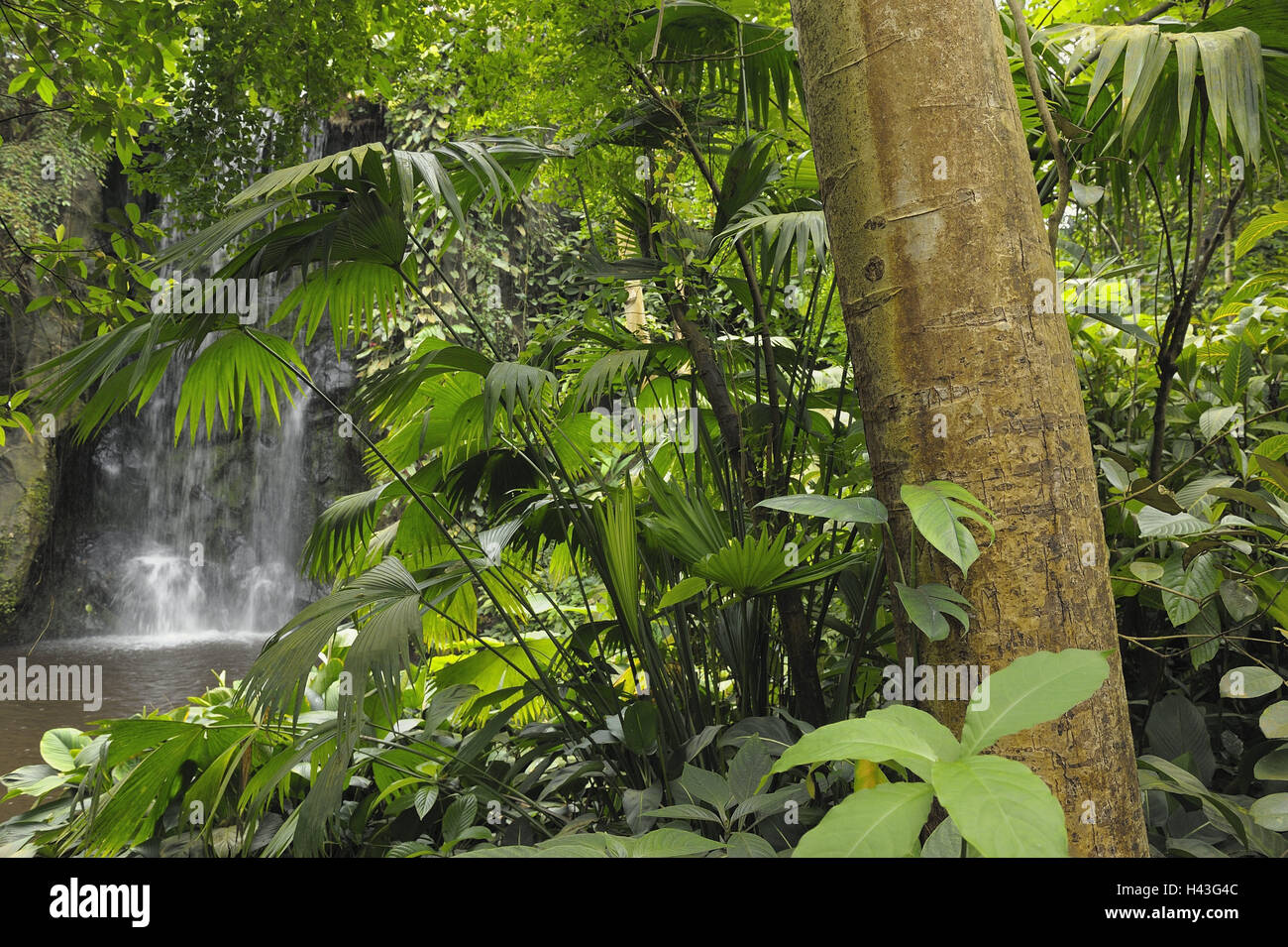 Die Niederlande, nach Hause Arn, Burgers Zoo, Regenwald, Wasserfall, Arnheim, Zoo-Bereich, Pflanze, Urwald, Vegetation, grün, Holz, Dschungel, Biotop, Pflanzen, Bäume, Wasser, Gewässer, Klima, tropisch, übermäßig, enge, feuchte, Ökosystem, Dickicht, feuchte, künstlich, Replik, niemand, Natur, Stockfoto