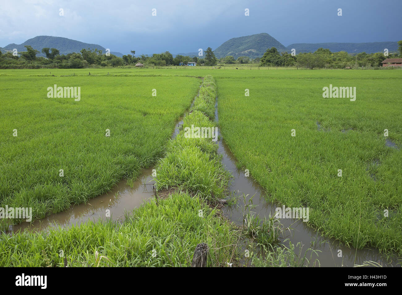 Brasilien, Rio Grande do Sul, Santa Maria, Reise-Feld, Wasser zu springen, Südamerika, Südbrasilien, wachsende, Reisen, Reisen Wasserfeld, Monokultur, Korn, Boden essen, Landwirtschaft, Landwirtschaft, Gaucholand, Gewitter Himmel, Panorama-Foto, Wolken, düster, menschenleer, graben, Wasser, Bewässerung, Stockfoto