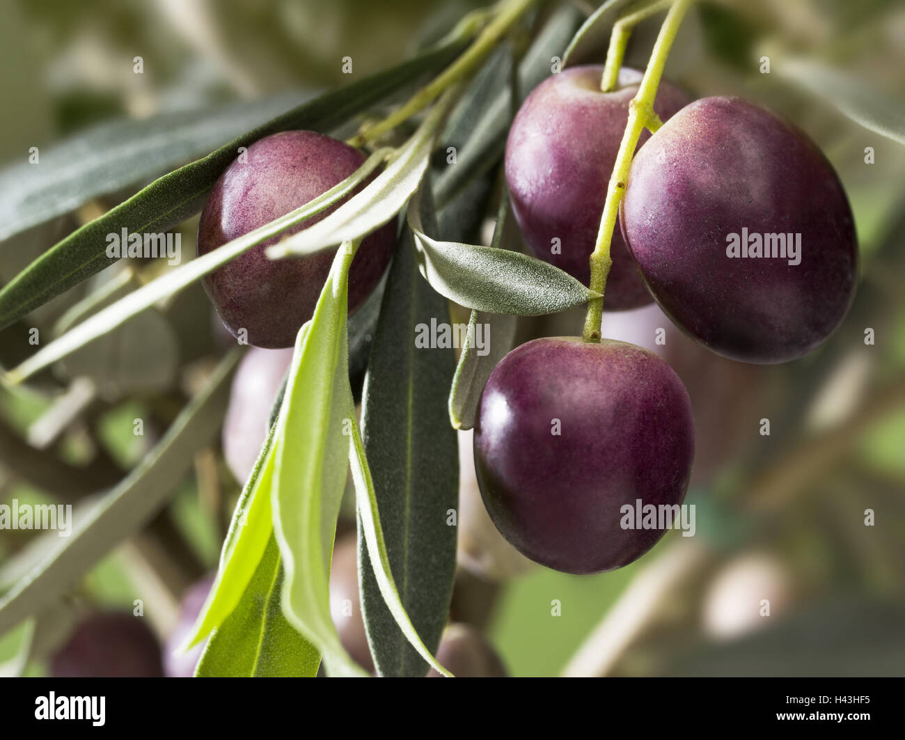 Olive Branch, Olea Europaea, Oliven, reif, Nahaufnahme, Stockfoto