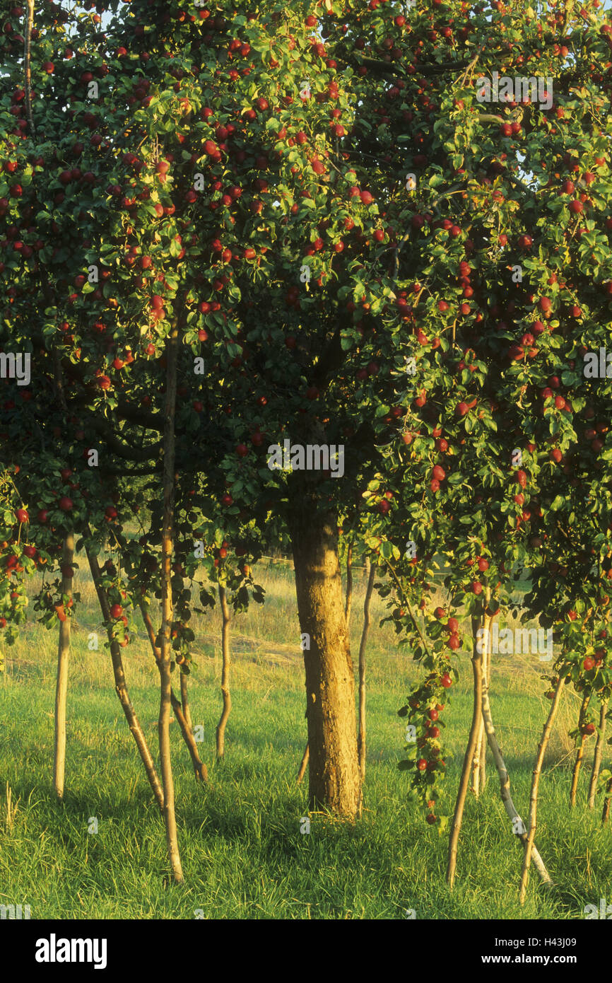 Apfelbaum, Pyrus Domestica, Äpfel, rot, Herbst, Deutschland, Bayern, Spessart, Stockfoto