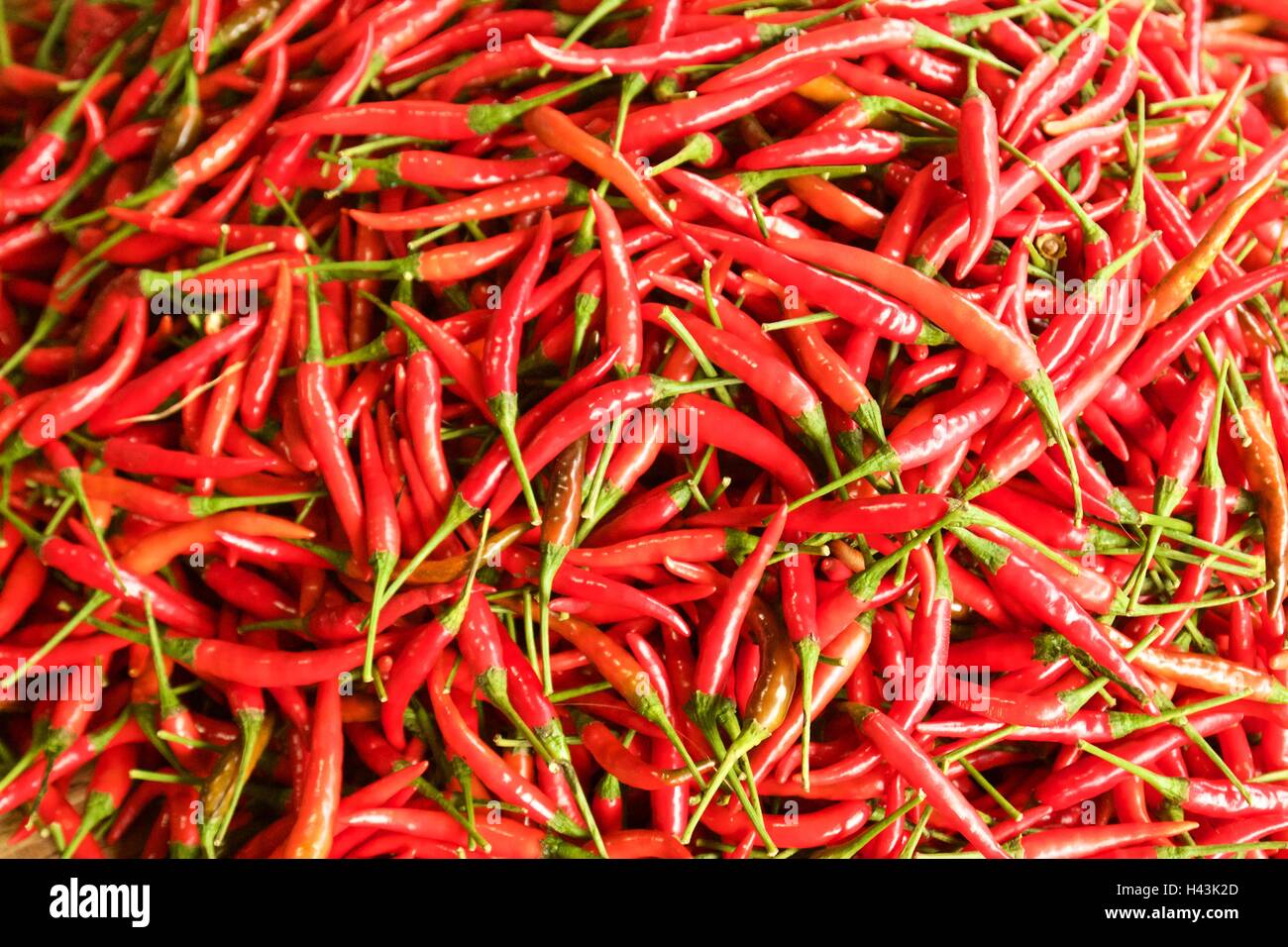 Padi Chili, Pfeffer Bird es Eye Chili, Vogel Chilli, Thai Stockfoto