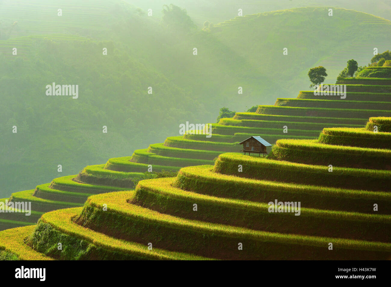 Terrassierten Reisfelder und Holzhütte, Mu Cang Chai, Vietnam Stockfoto