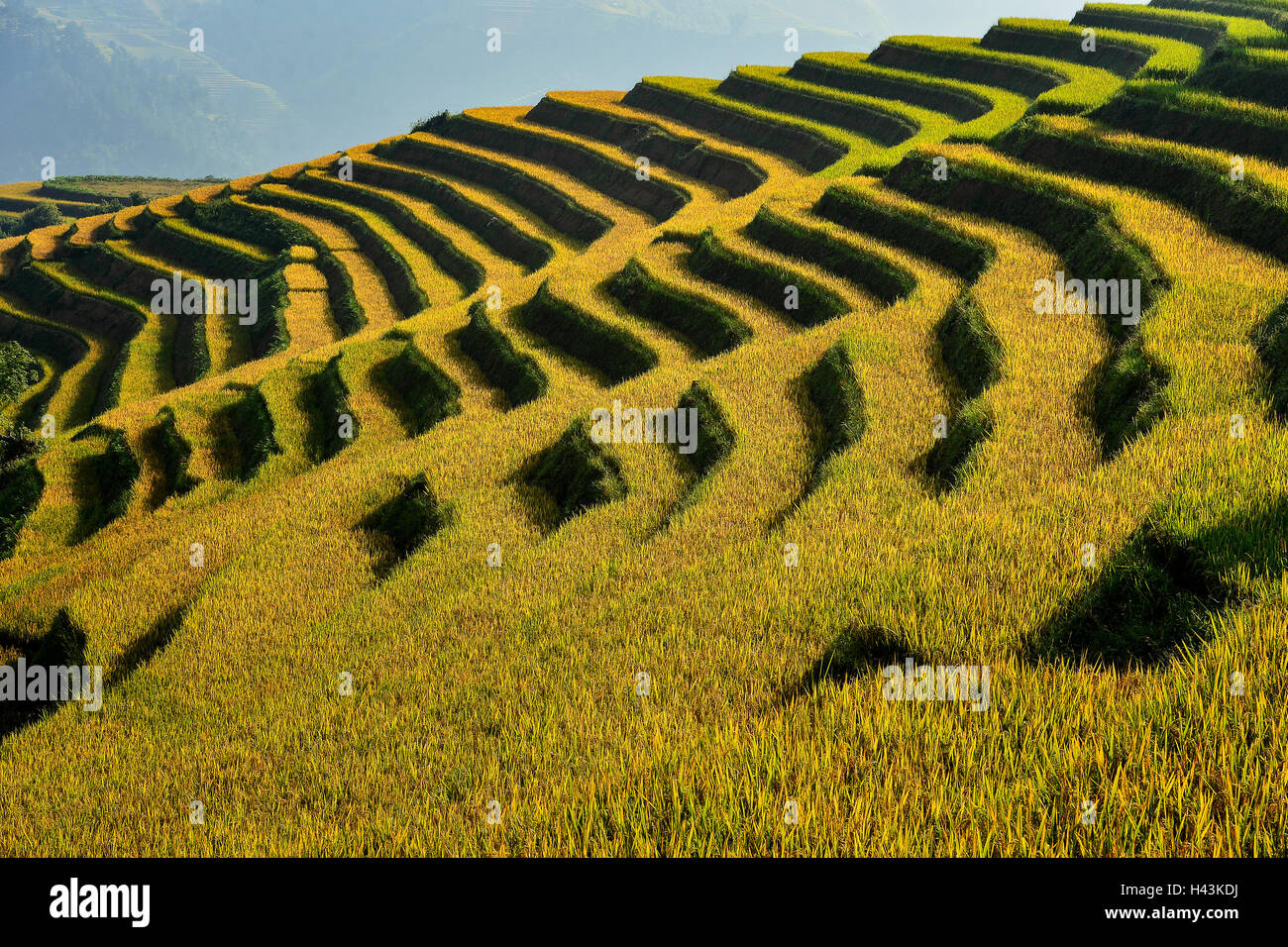 Terrasse Reis Feld, Mu Cang Chai, Vietnam Stockfoto