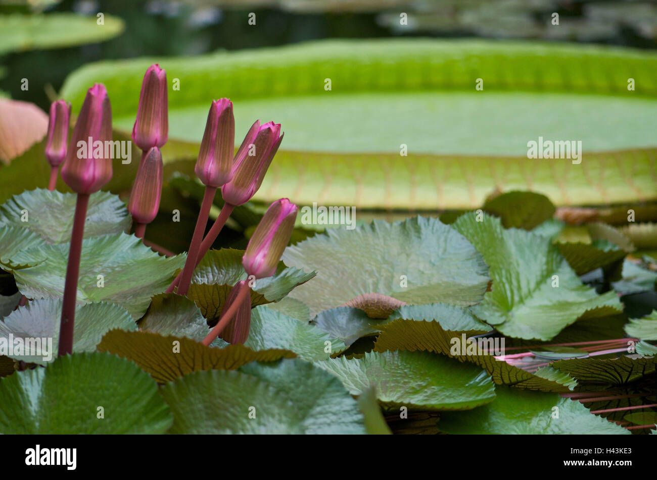 Seerosen, Knospen, geschlossene, Blätter, Detail, Stockfoto